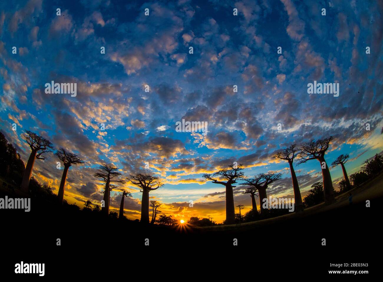 Blick auf die Avenue of Baobabs unter bewölktem Himmel, Morondava, Madagaskar Stockfoto