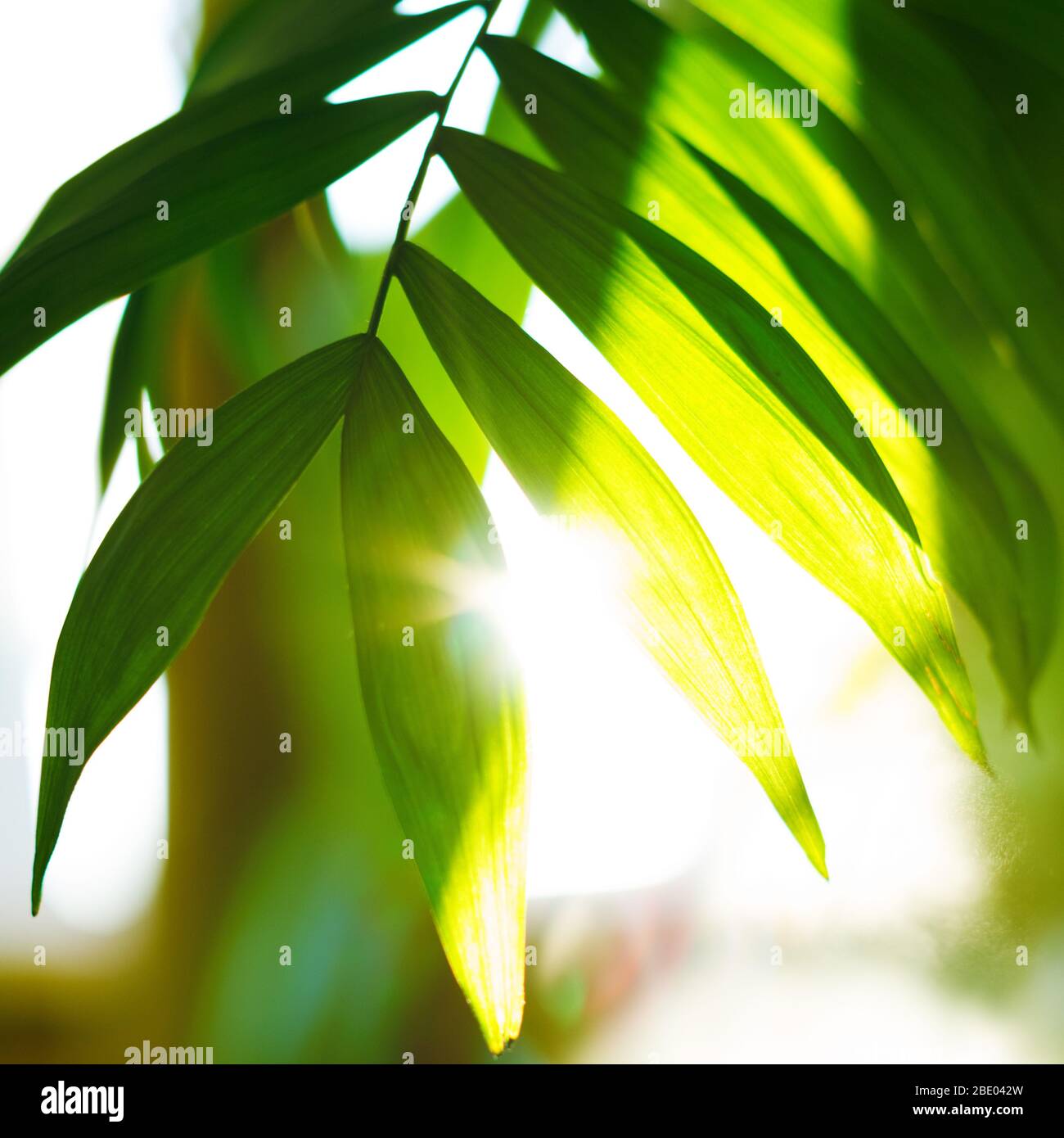 Tropische Palme auf gelbem Hintergrund - weicher Fokus Stockfoto