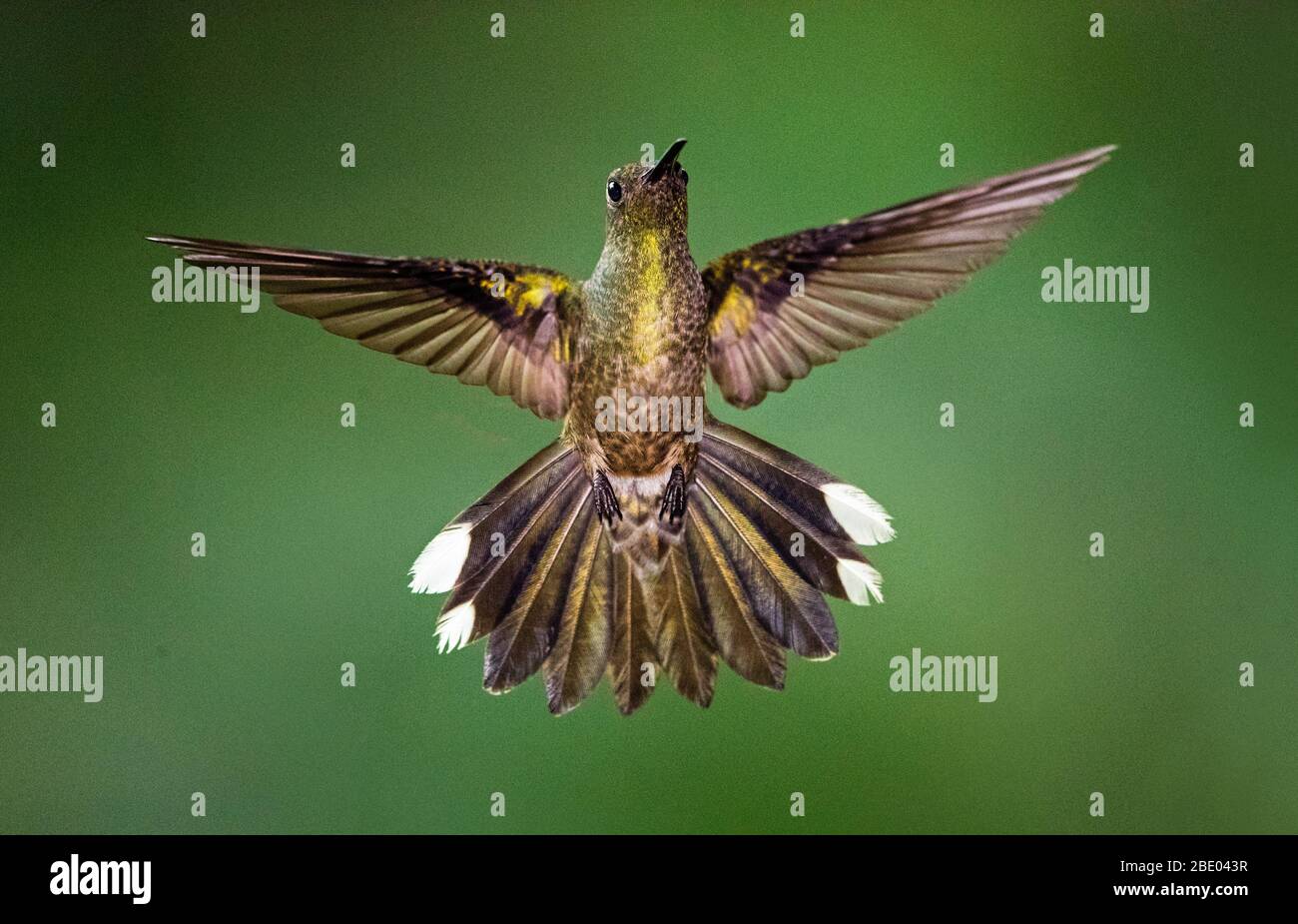 Nahaufnahme von feurig-kehligen Kolibri im Flug, Sarapiqui, Costa Rica Stockfoto