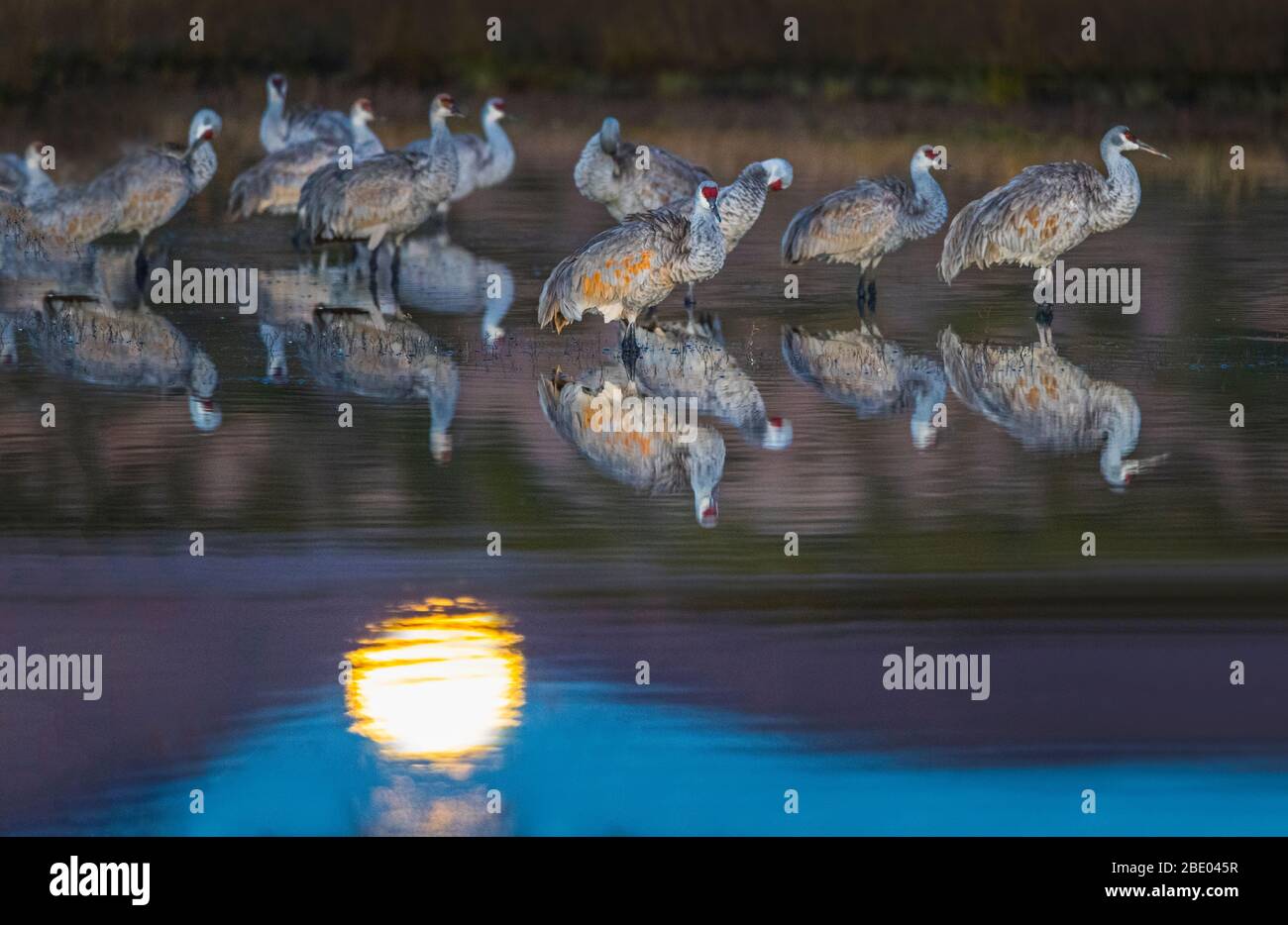 Sandhill Kran (Antigone canadensis) in der Dämmerung, Soccoro, New Mexico, USA Stockfoto