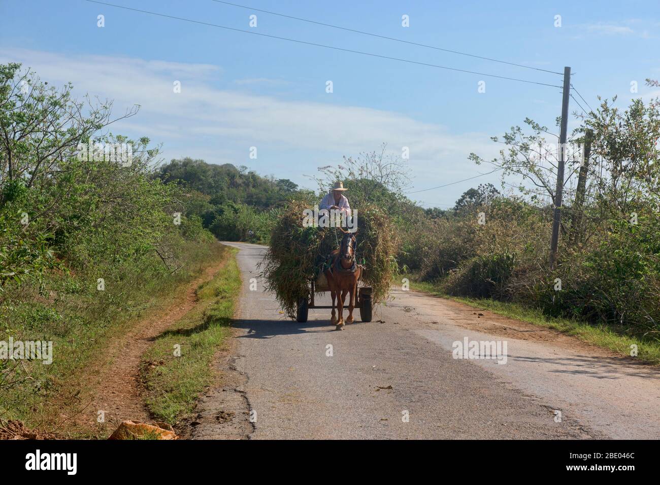 Pferdewagen, die wichtigste Transportart im Viñales-Tal, Kuba Stockfoto