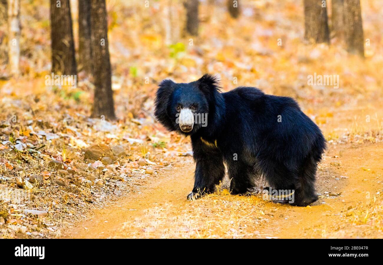 Faultier Bär (Melursus ursinus) beim Betraten der Kamera, Indien Stockfoto