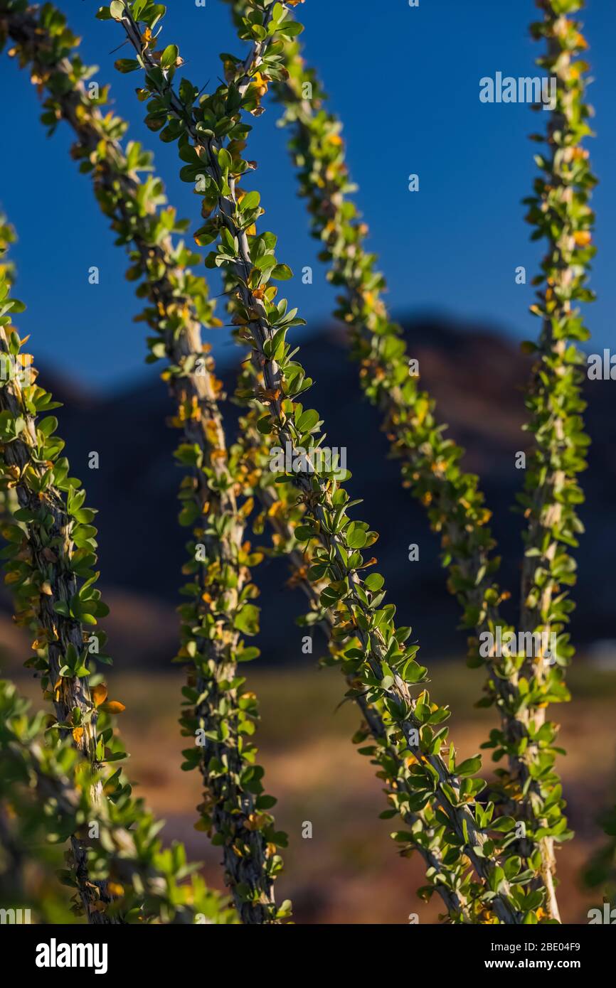 Ocotillo, Fourquieria splendens, mit üppigen Blättern in den Black Mountains entlang der historischen Route 66 in der Nähe von Oatman, Arizona, USA Stockfoto