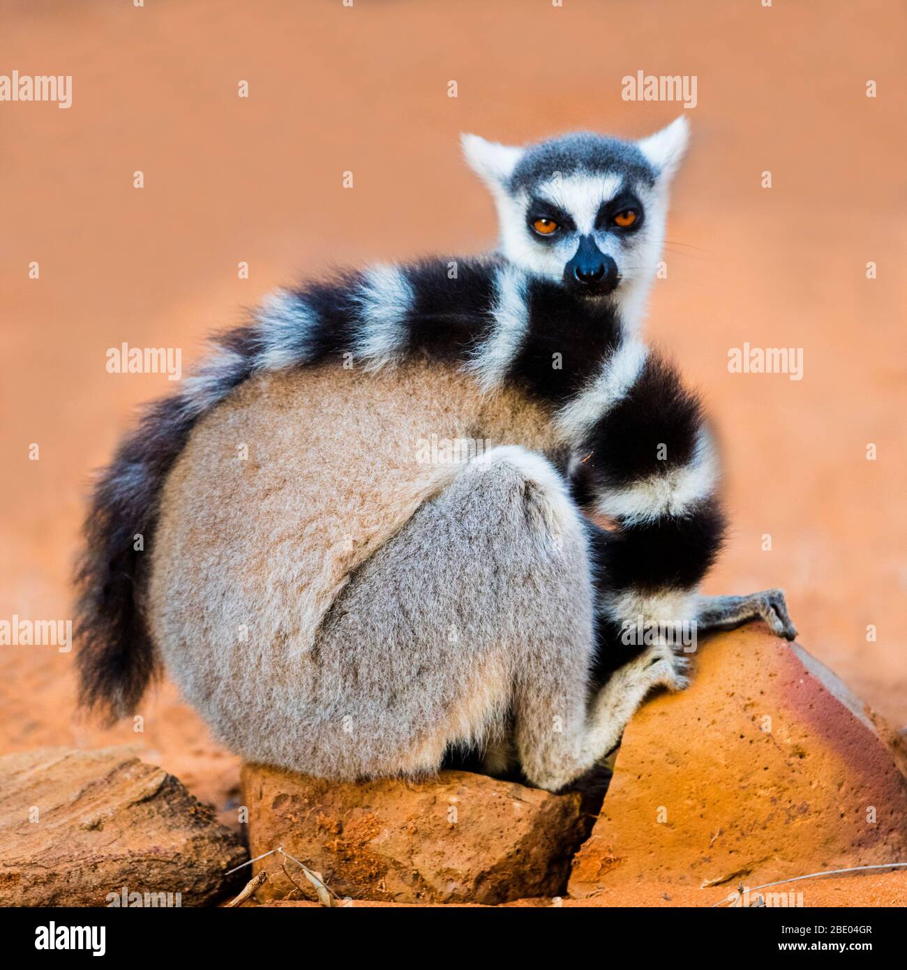 Ringschwanz-Lemur (Lemur catta) beim Betrachen der Kamera, Madagaskar Stockfoto