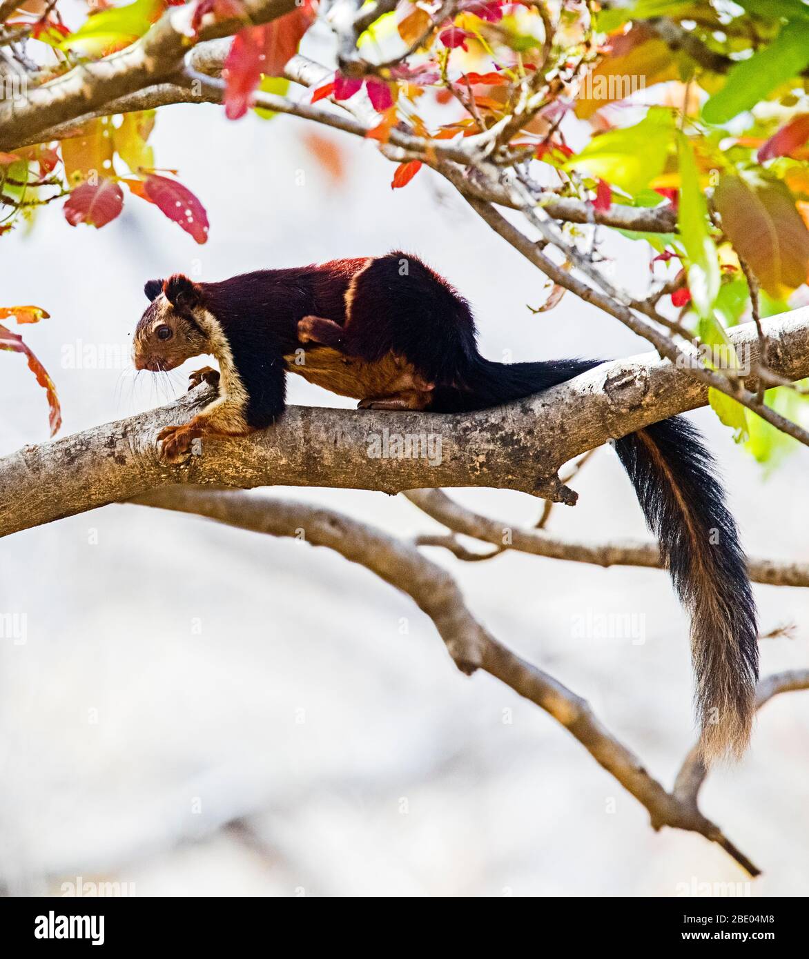 Riesenhörnchen (Ratufa indica) auf Baumzweig, Indien Stockfoto