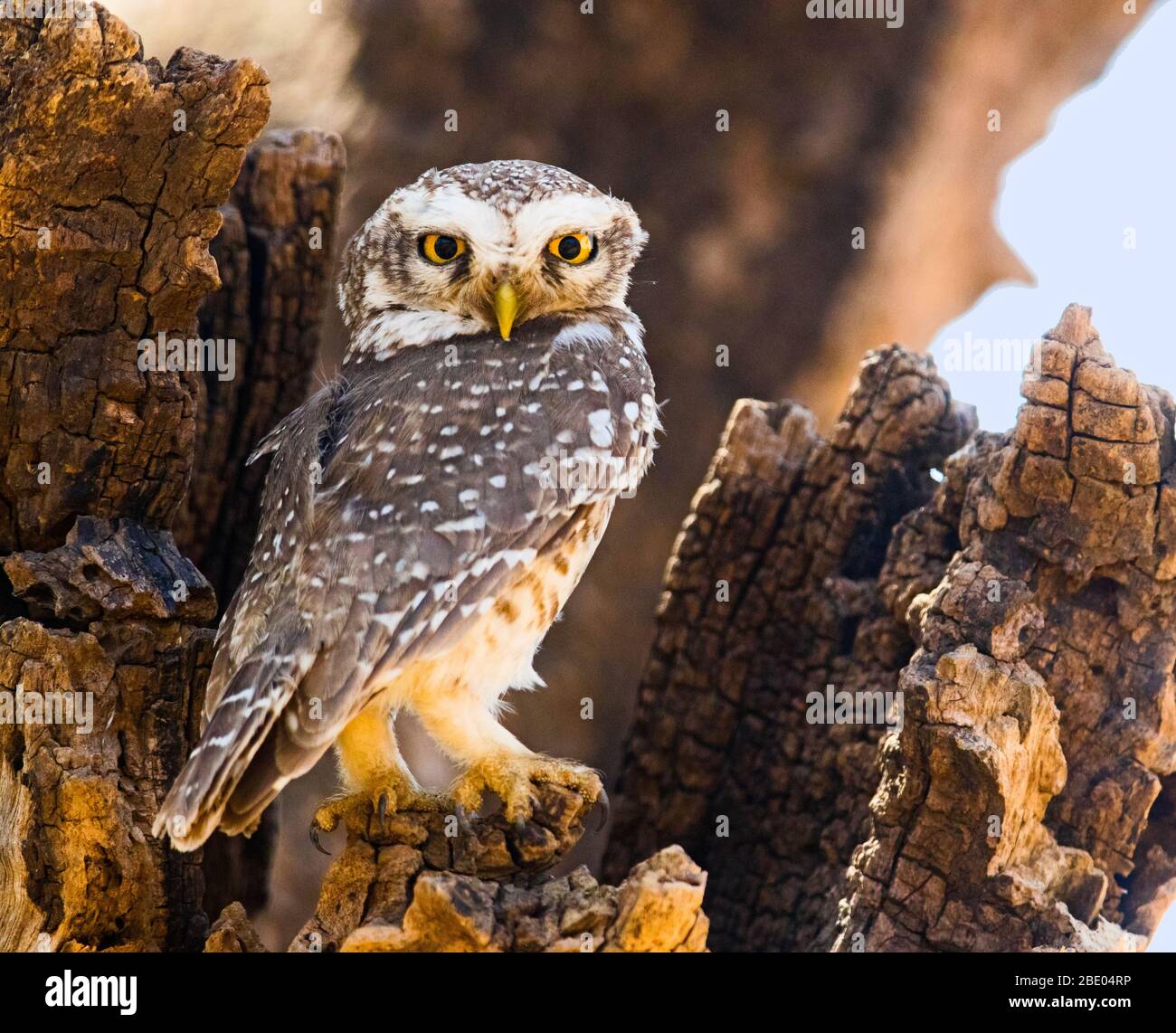 Gefleckte Ewlet (Athene brama) beim Betragen der Kamera, Indien Stockfoto