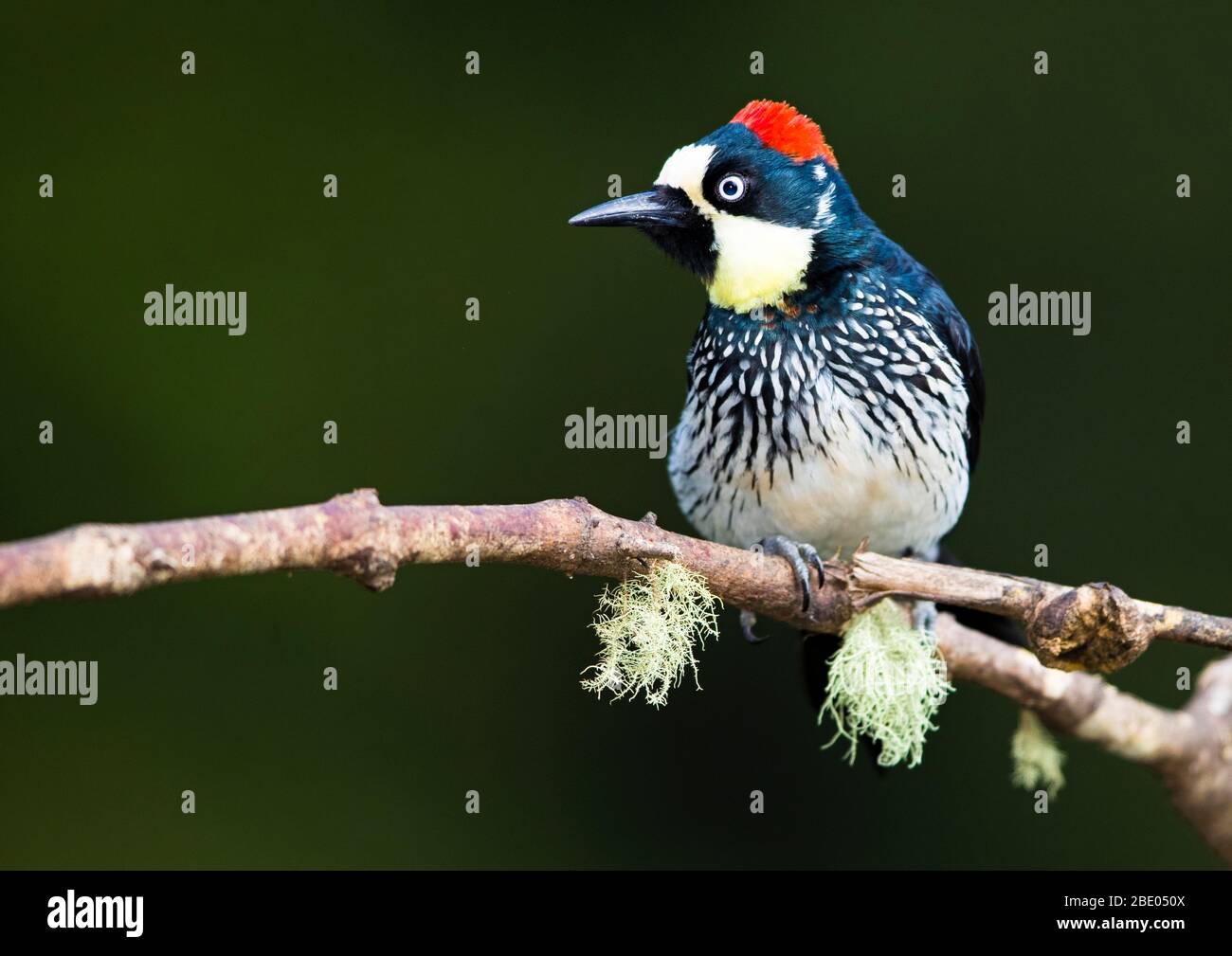 Eichelspecht (Melanerpes formicivorus), der auf Ast, Talamanca Berge, Costa Rica staut Stockfoto