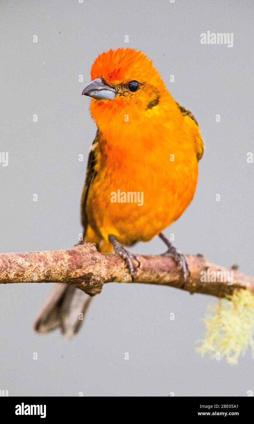 Flammenfarbener Tangoleger (Piranga bidentata), der auf Ast, Talamanca-Gebirge, Costa Rica steht Stockfoto