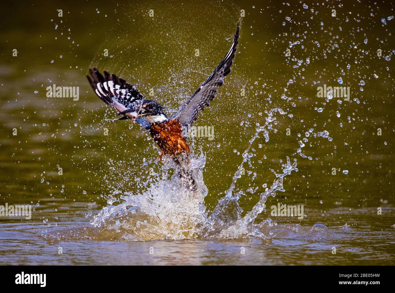 Ringelfischer (Megaceryle torquata), der im Wasser spritzt, Pantanal, Brasilien Stockfoto