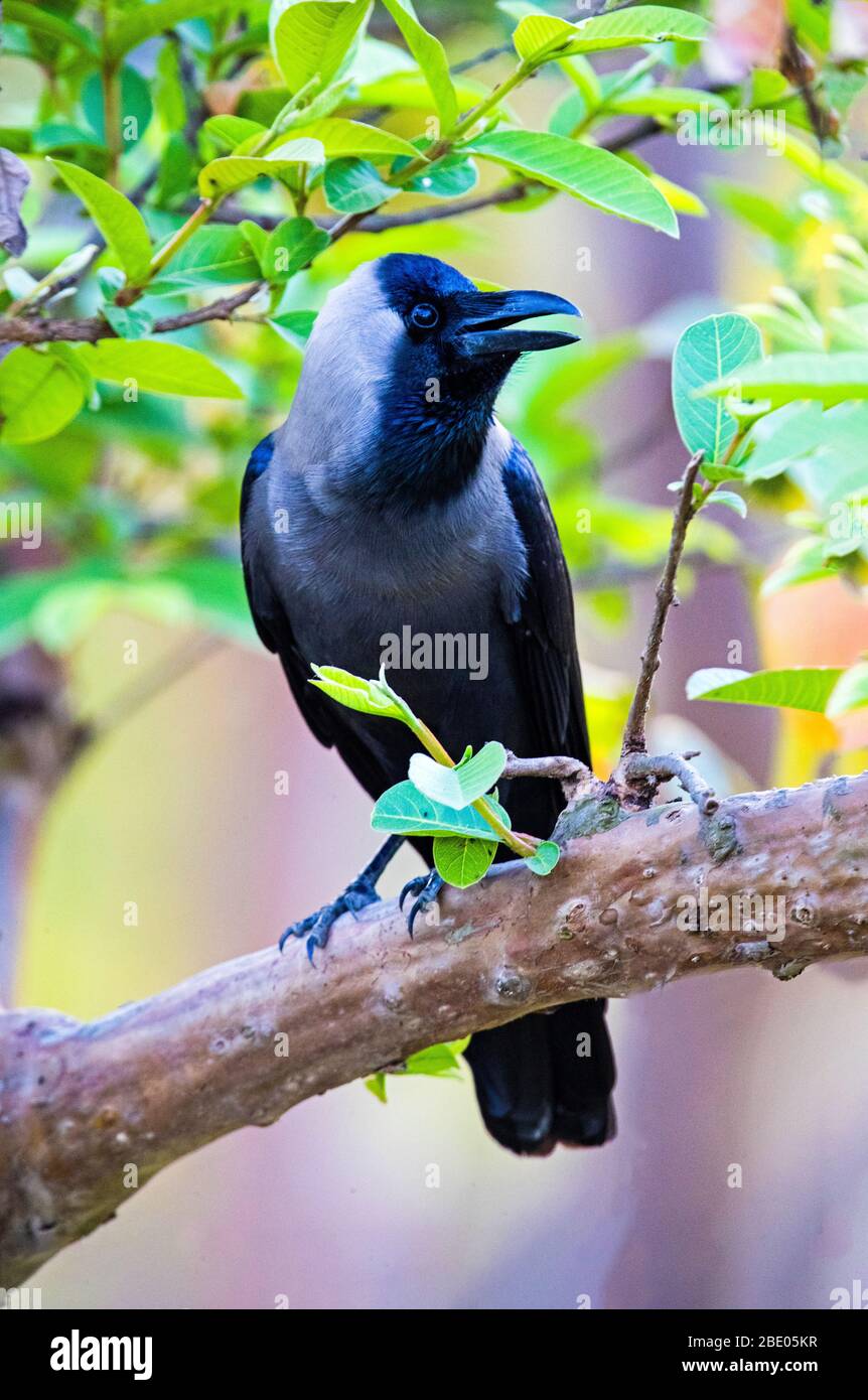Indische Krähe oder Hauskrähe (Corvus splendens), die auf Ast, Indien Stockfoto