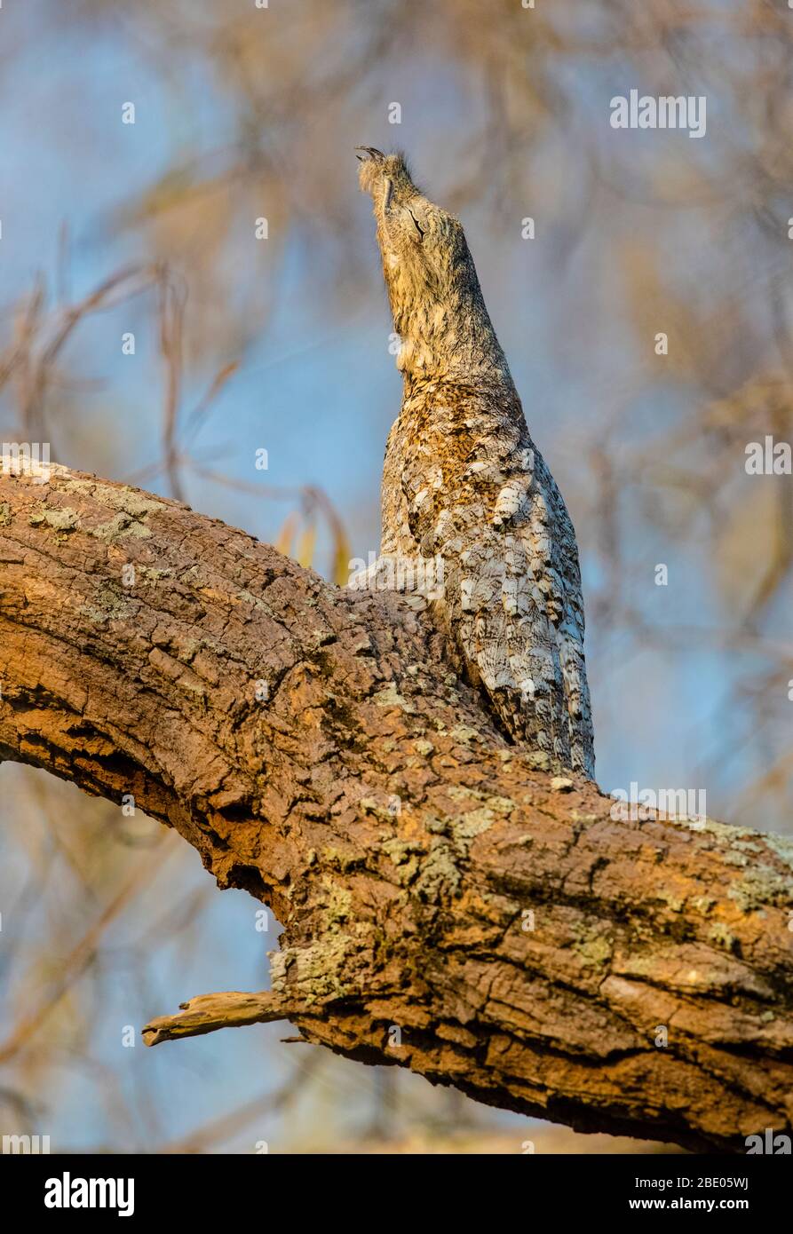 Große Potoo (Nyctibius grandis) auf Baum, Pantanal, Brasilien Stockfoto