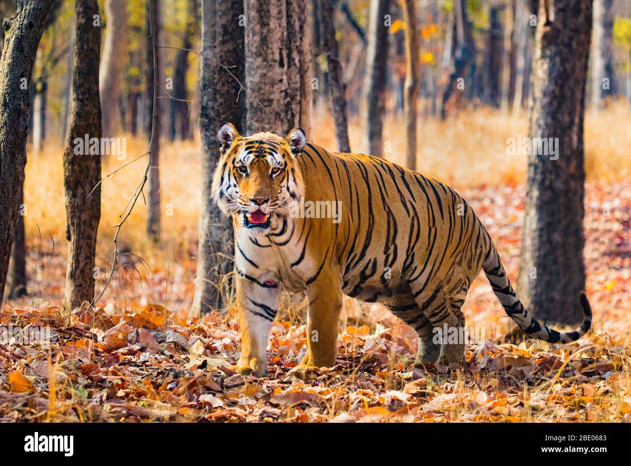Bengaltiger (Panthera tigris tigris), Indien Stockfoto