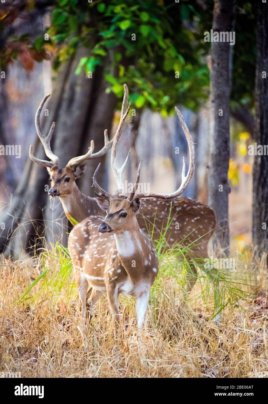 Zwei Hirsche, Indien Stockfoto