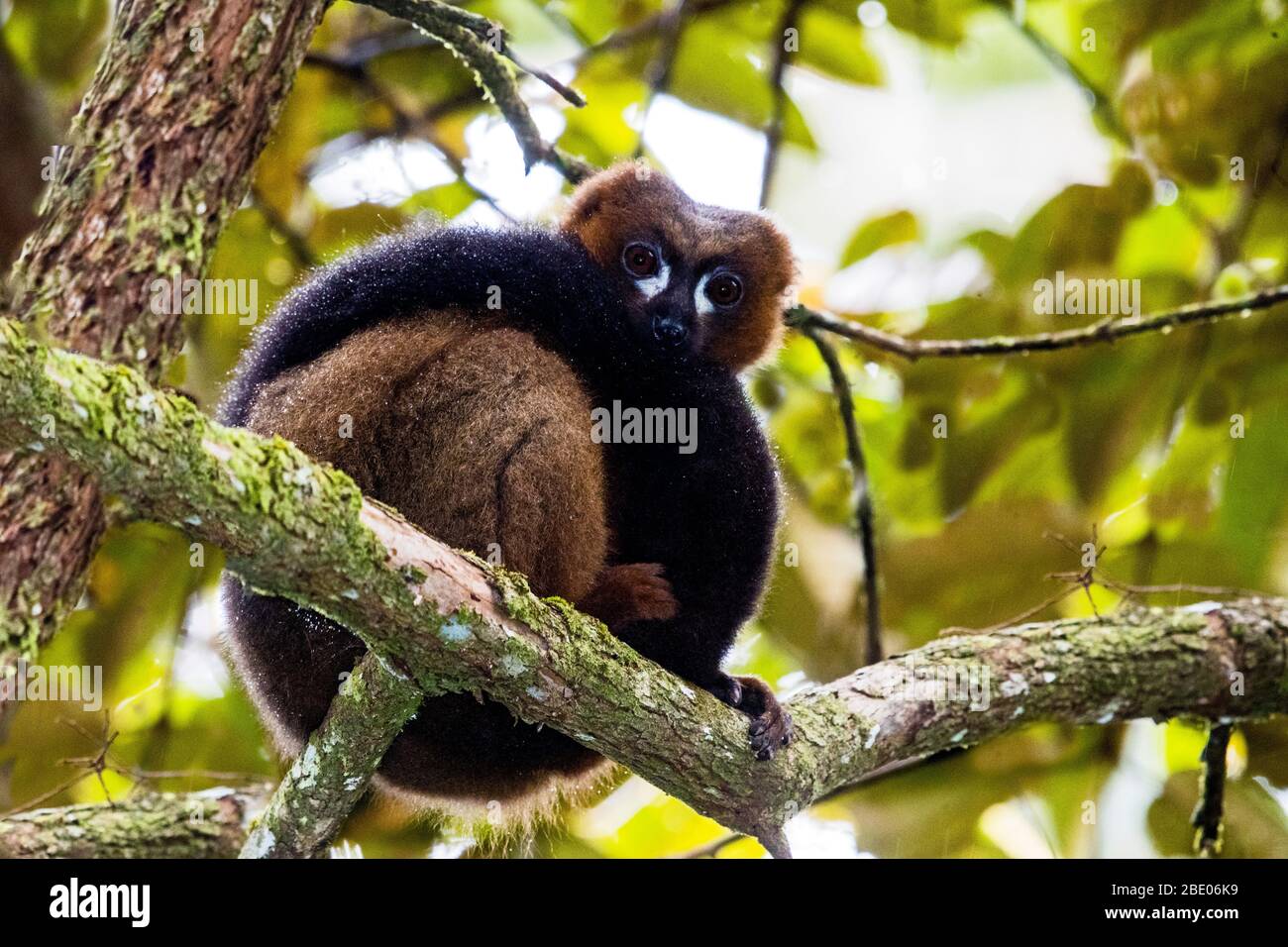 Nahaufnahme von Rotbauchlemur (Eulemur rubriventer), Madagaskar Stockfoto