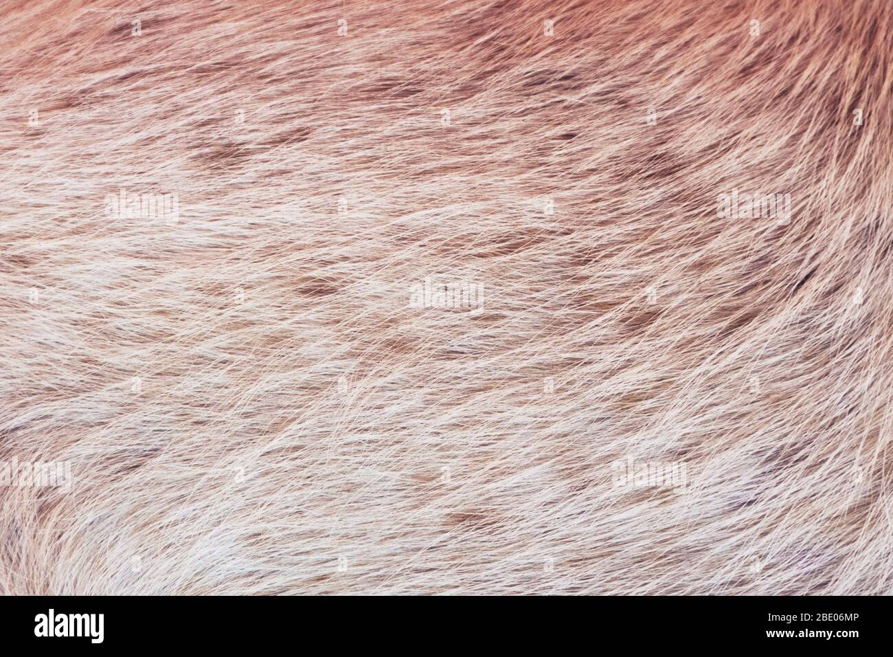 Hellbraunes Tierfell, Vollrahmen haarige Textur Detail. Nahaufnahme. Stockfoto