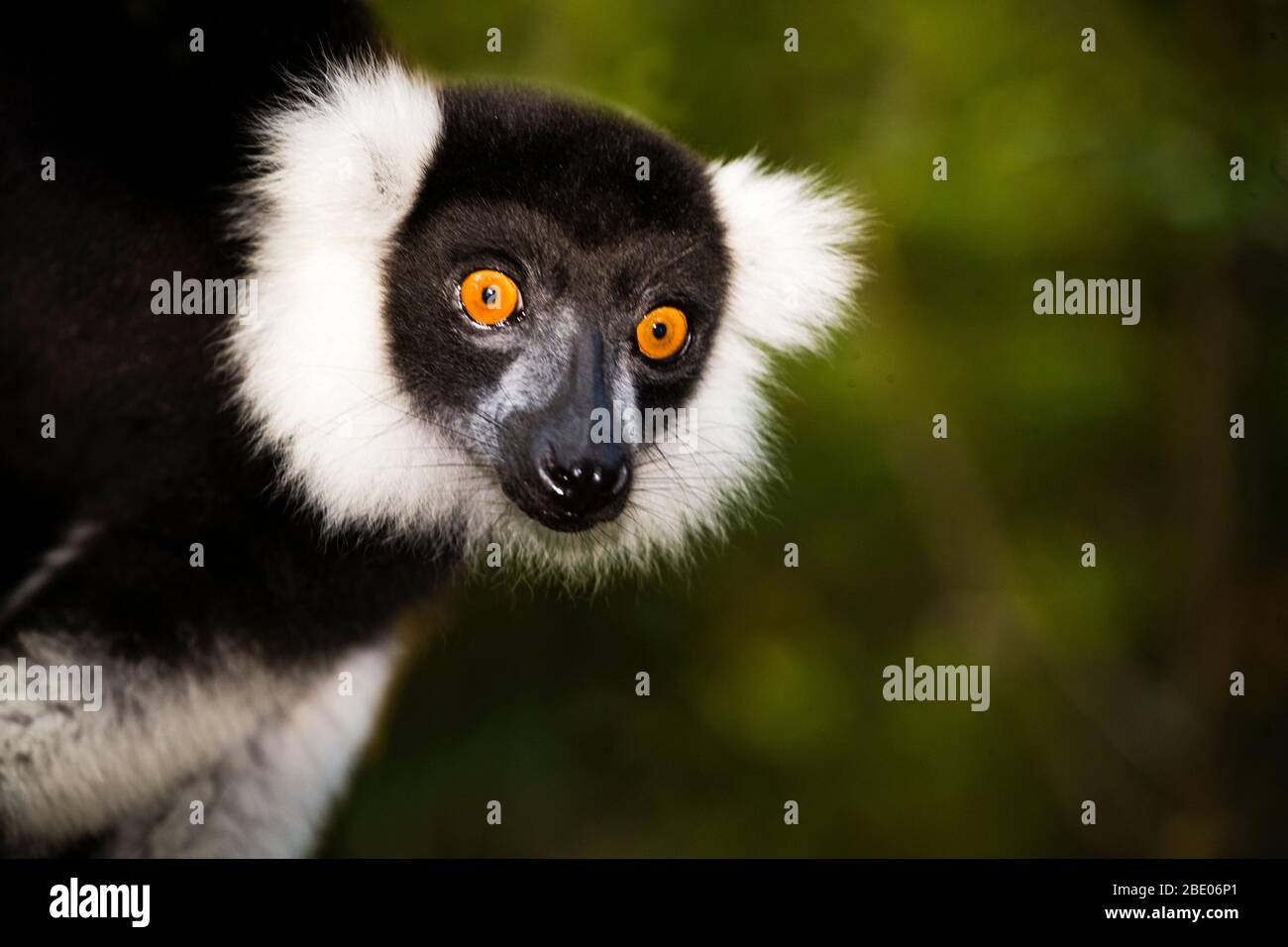 Porträt des Ringschwanz-Lemur (Lemur catta), Palmarium Reserve, Madagaskar Stockfoto