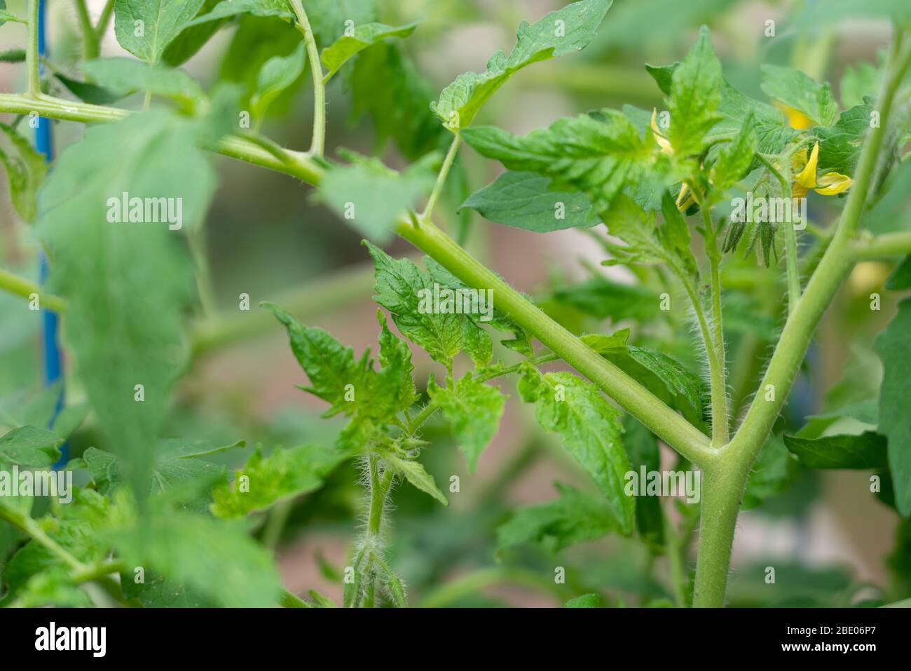 Nahaufnahme Blick auf Tomaten Zweig und Blume während des Tages Stockfoto