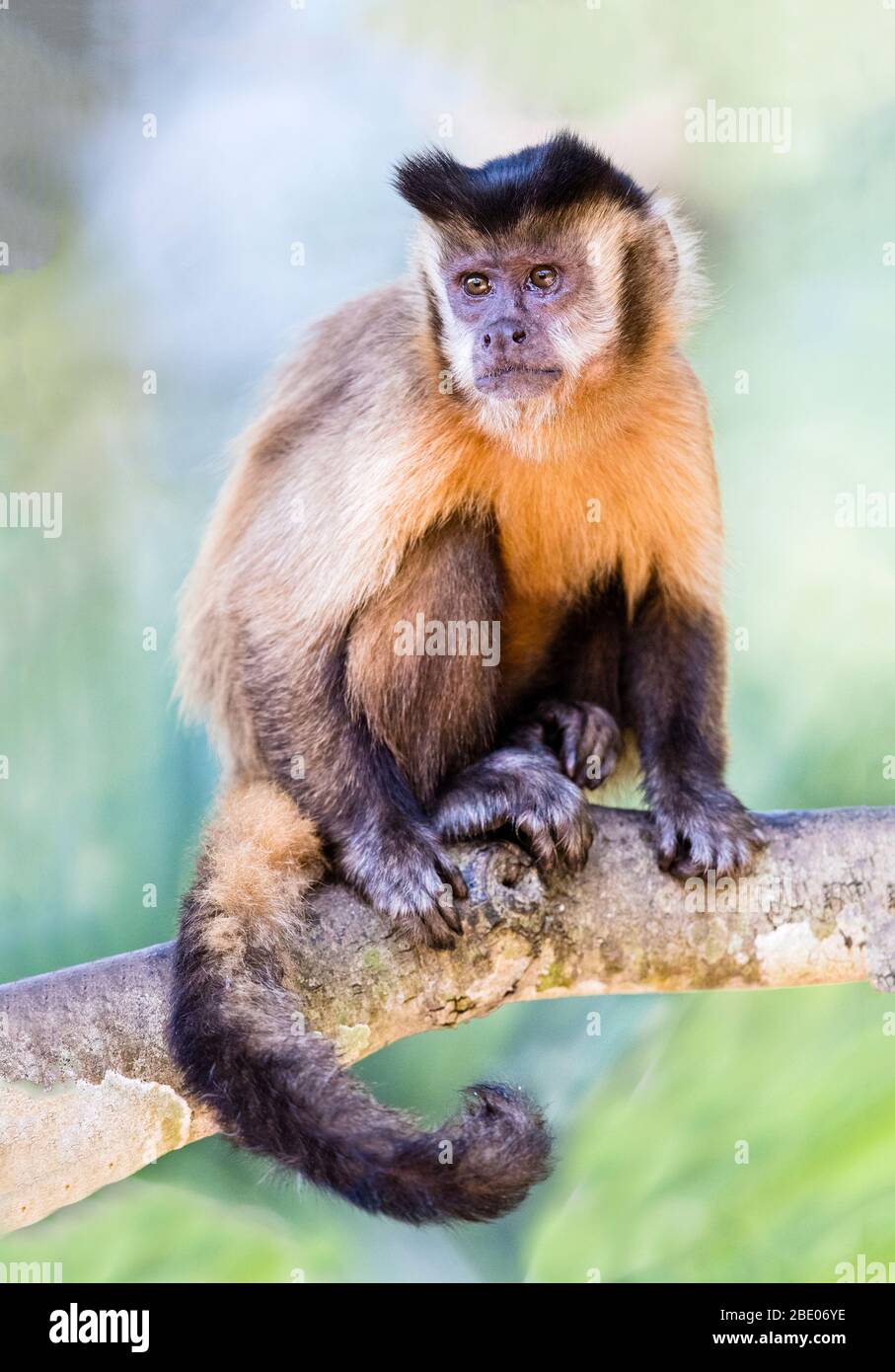 Porträt von schwarz-capped capuccin sitzt auf Ast , Pantanal, Brasilien Stockfoto