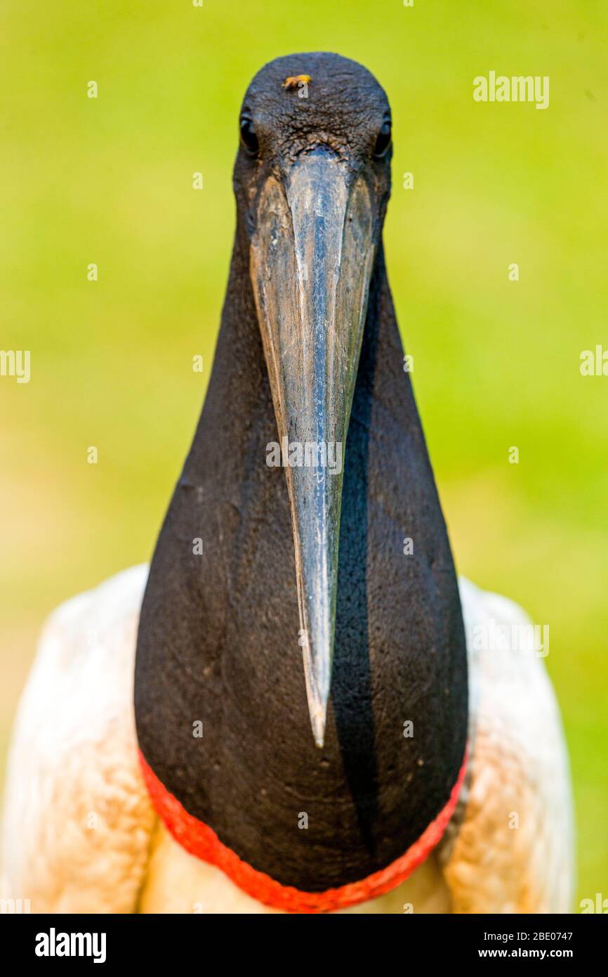 Nahaufnahme des Jabiru Stork, Porto Jofre, Mato Grosso, Cuiaba River, nahe der Mündung der drei Brüder im nördlichen Pantanal, Brasilien Stockfoto