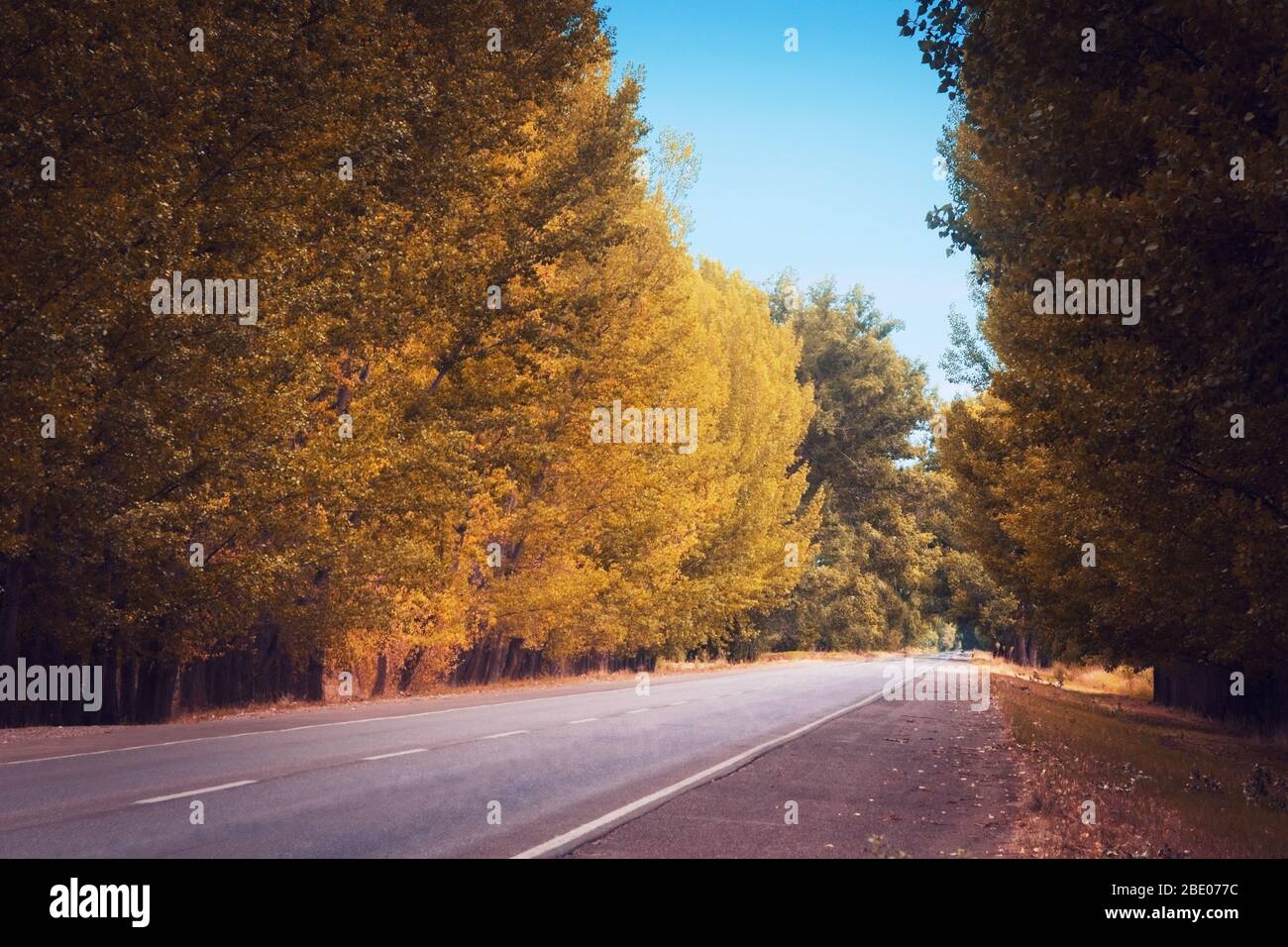 Gelbe Bäume säumen eine Asphaltstraße in der Landschaft von Mendoza, Argentinien. Saisonal, Herbst Hintergrund. Stockfoto