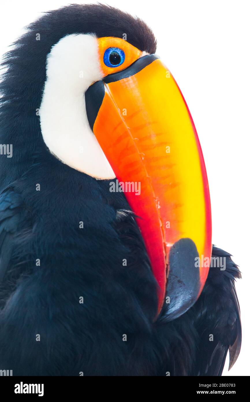 Porträt des toco-Tukan, Mato Grosso, Brasilien Stockfoto