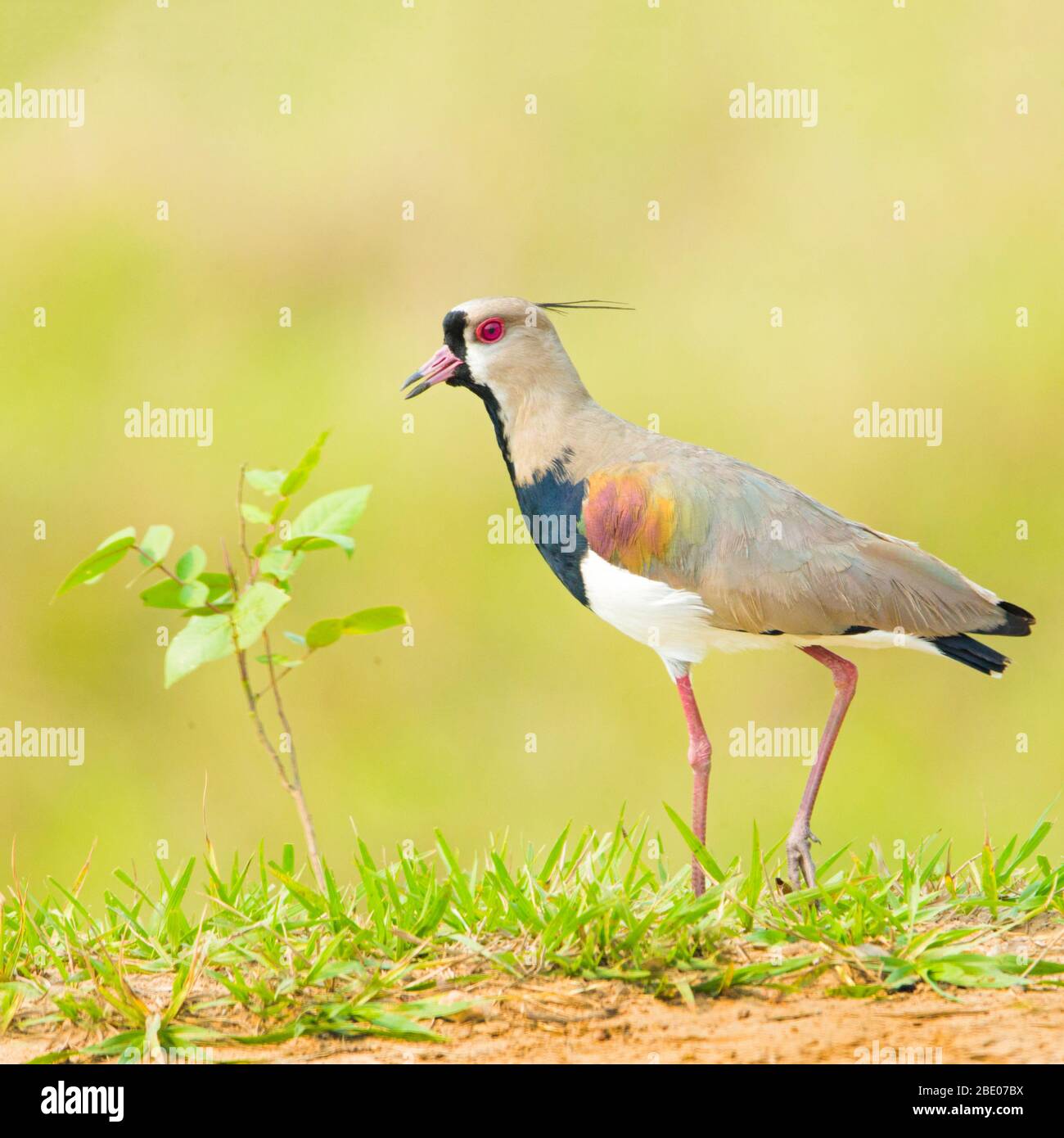 Seitenansicht von Vogel auf Gras, Mato Grosso, Brasilien Stockfoto