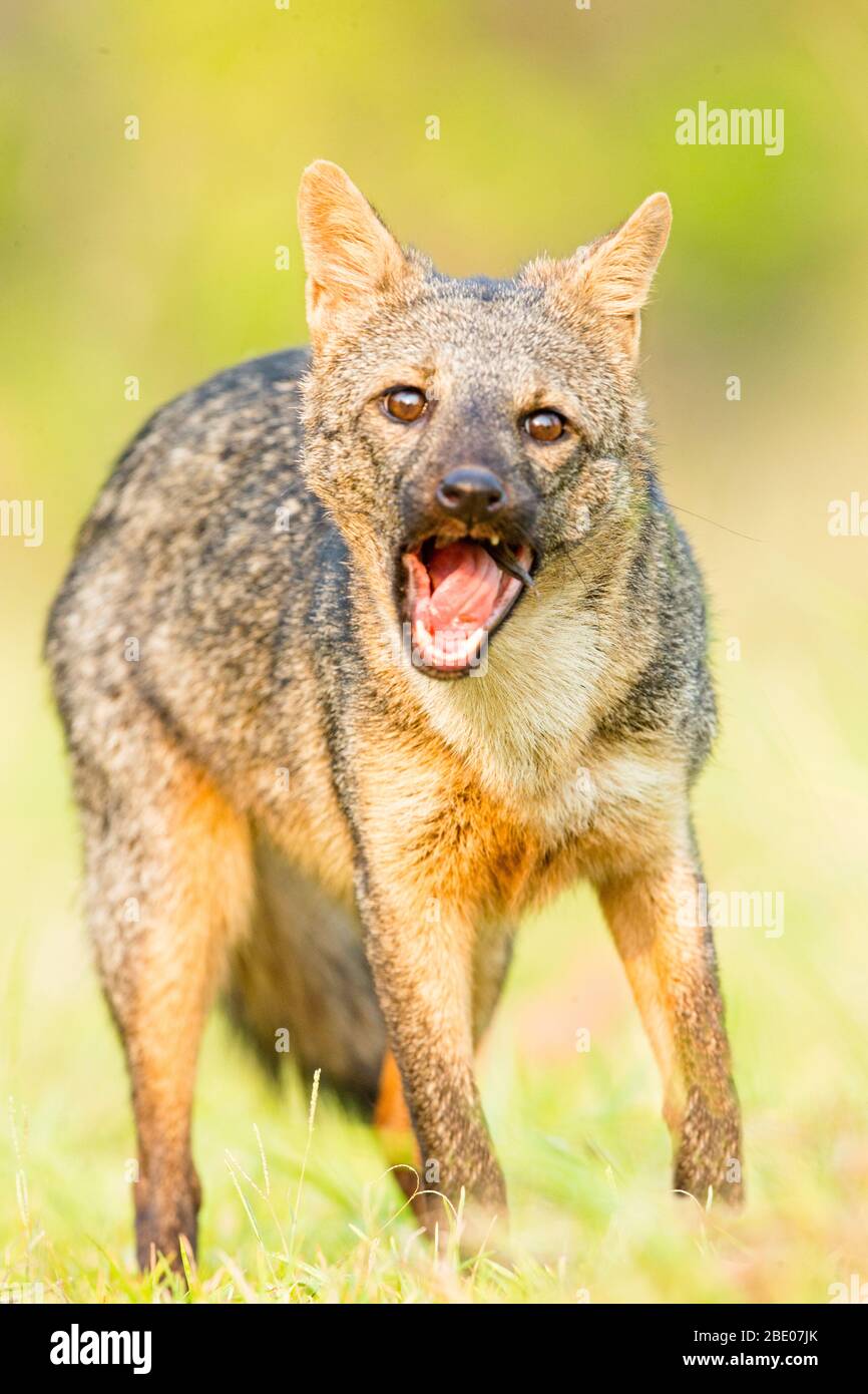 Vorderansicht des Krabbenfressenden Fuchses (Cerdocyon Thous) schreiend, Mato Grosso, Brasilien Stockfoto