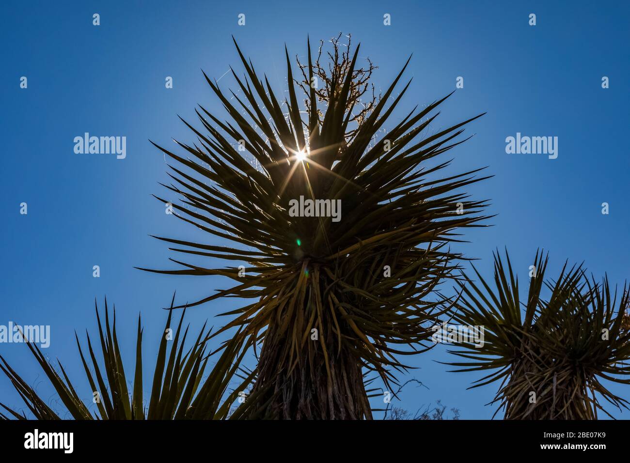 Yucca am Sitgreaves Pass bei Oatman entlang der historischen Route 66 in Arizona, USA Stockfoto