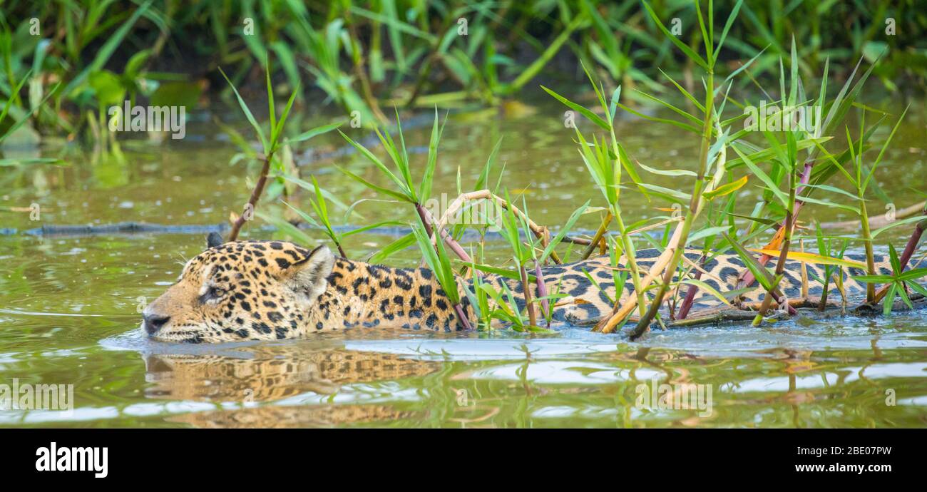Jaguar (Panthera onca) Schwimmen in Cuiaba River, Porto Jofre, Pantanal, Brasilien Stockfoto