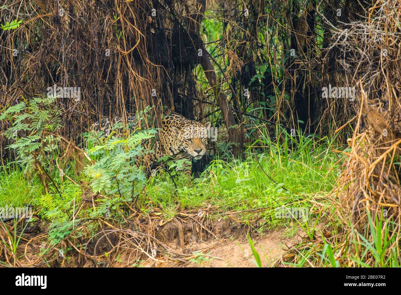 Jaguar (Panthera onca) Wandern im Wald, Porto Jofre, Pantanal, Brasilien Stockfoto