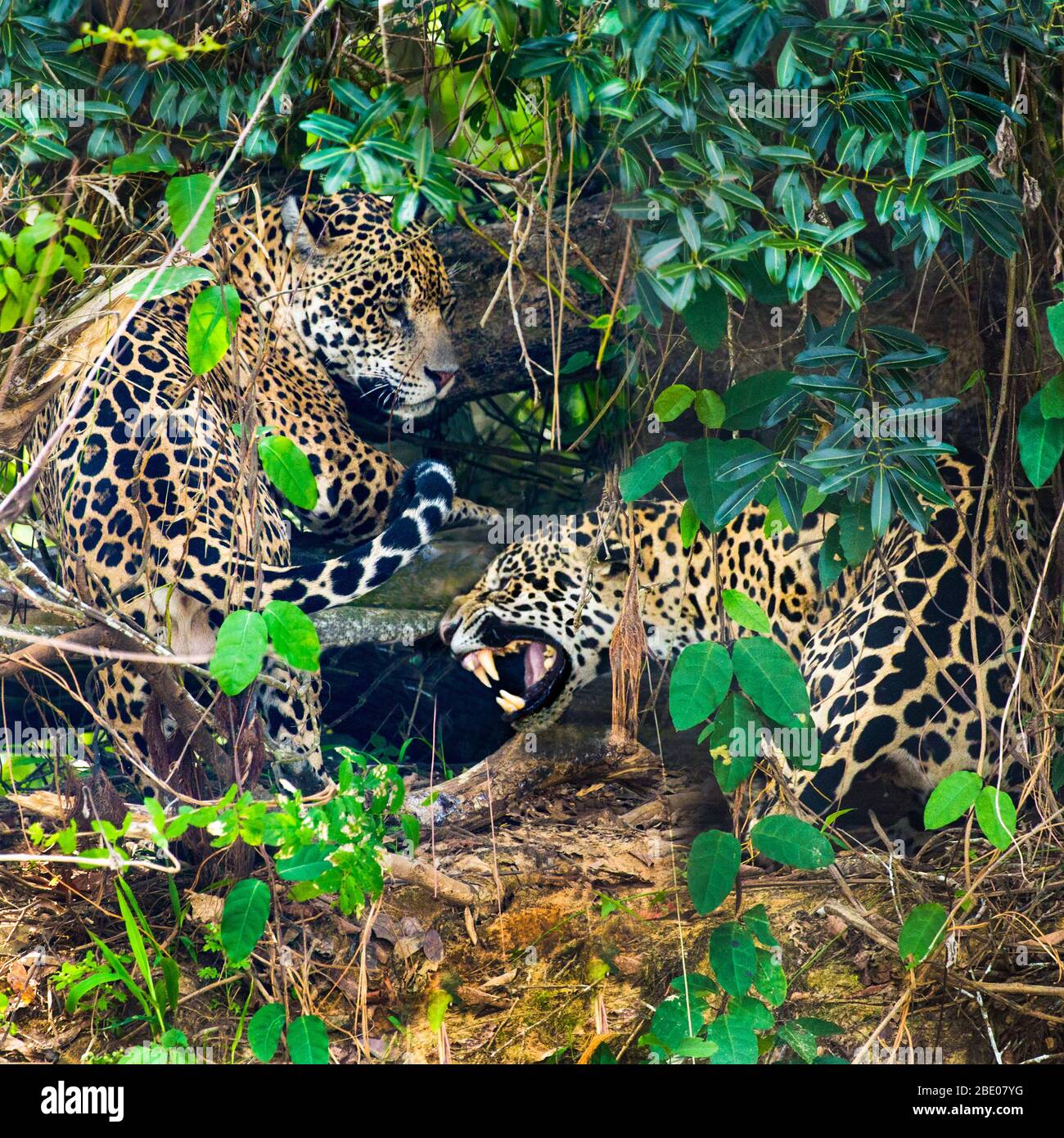 Zwei Jaguare (Panthera onca), die im Wald ruhen, Porto Jofre, Pantanal, Brasilien Stockfoto