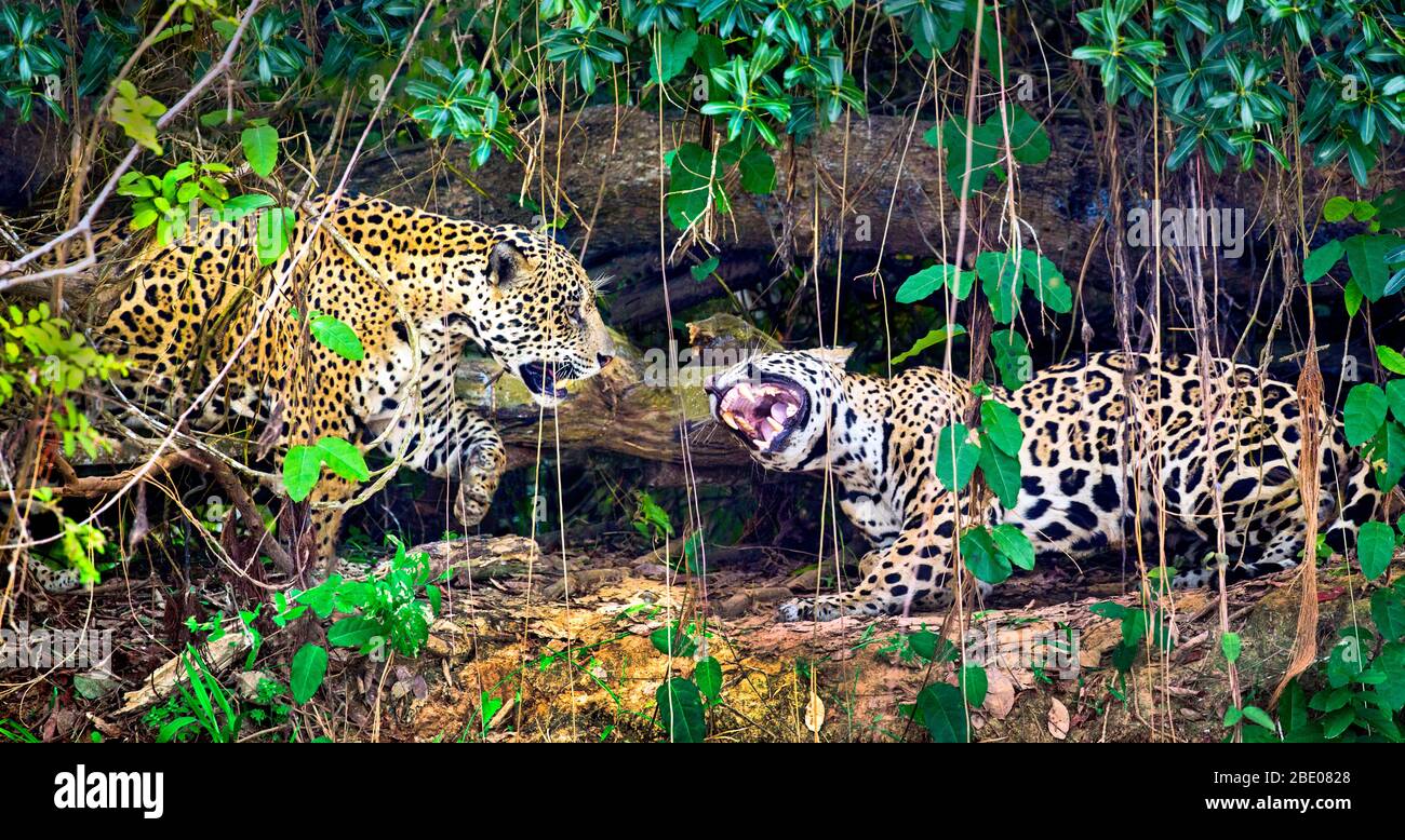 Zwei Jaguare (Panthera onca) kämpfen im Wald, Porto Jofre, Pantanal, Brasilien Stockfoto