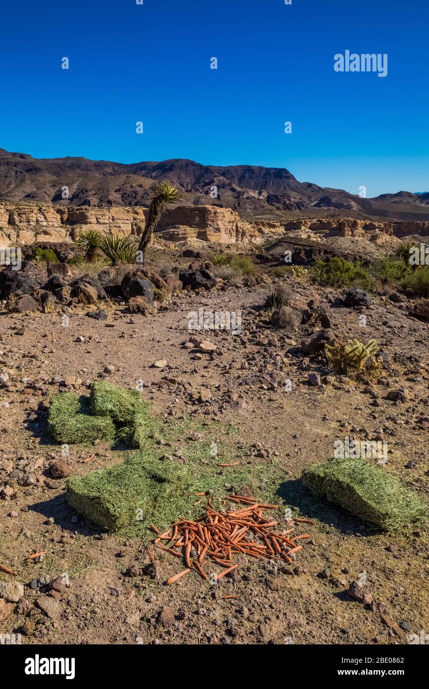 Futter für wilde Burros in der Nähe des Sitgreaves Pass entlang der historischen Route 66 in Arizona, USA Stockfoto