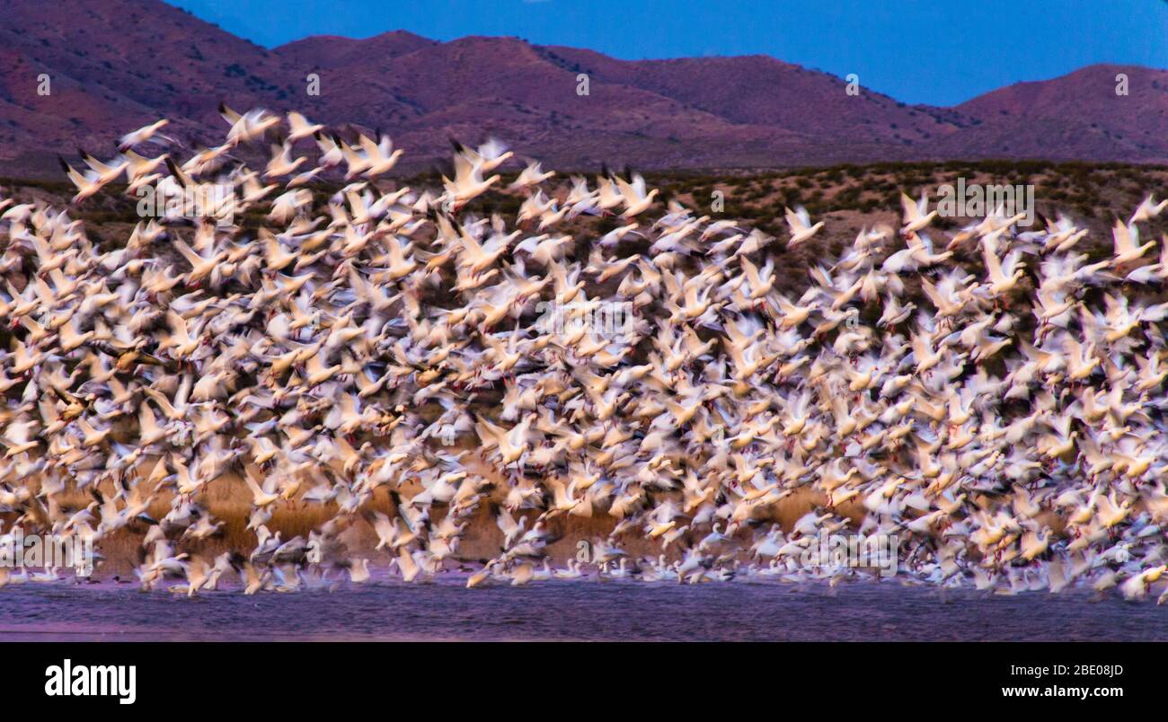 Große Herde von Schneegänsen Soccoro, New Mexico, USA Stockfoto