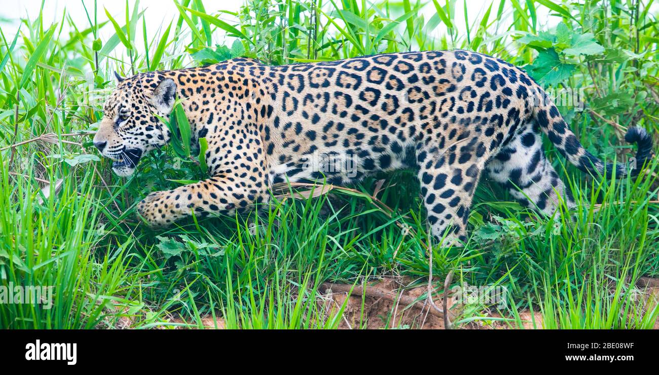 Blick auf Walking Jaguar, Porto Jofre, Mato Grosso, Cuiaba River, in der Nähe der Mündung der drei Brüder im nördlichen Pantanal, Brasilien Stockfoto
