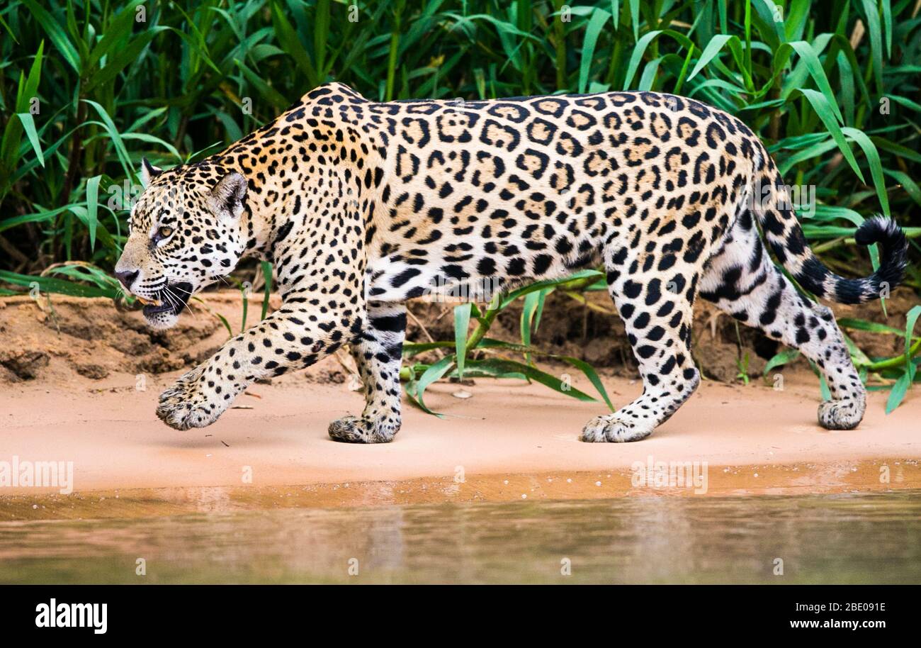 Nahaufnahme von Walking Jaguar, Porto Jofre, Mato Grosso, Cuiaba River, in der Nähe der Mündung der drei Brüder im nördlichen Pantanal, Brasilien Stockfoto