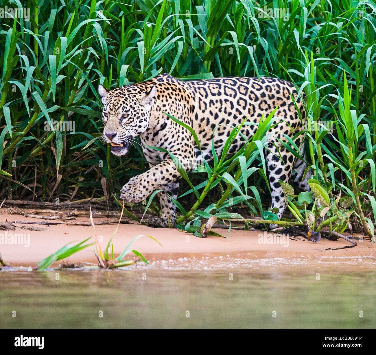 Nahaufnahme von Walking Jaguar, Porto Jofre, Mato Grosso, Cuiaba River, in der Nähe der Mündung der drei Brüder im nördlichen Pantanal, Brasilien Stockfoto
