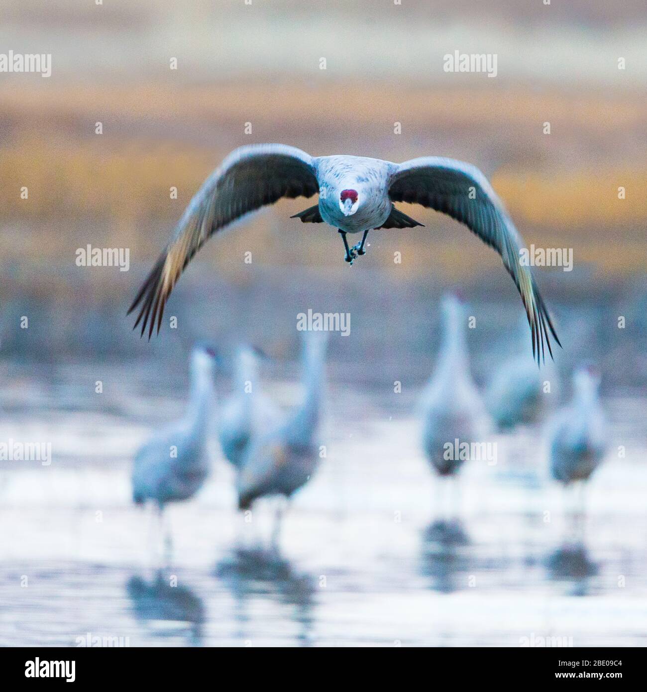 Sandhill Kran, Soccoro, New Mexico, USA Stockfoto