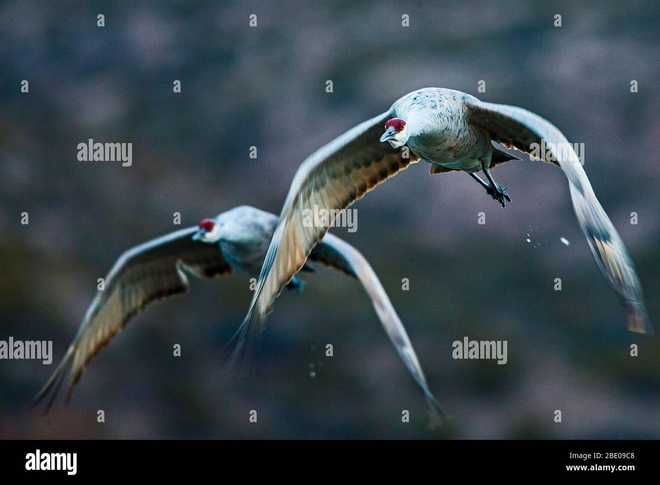 Sandhill Kran, Soccoro, New Mexico, USA Stockfoto