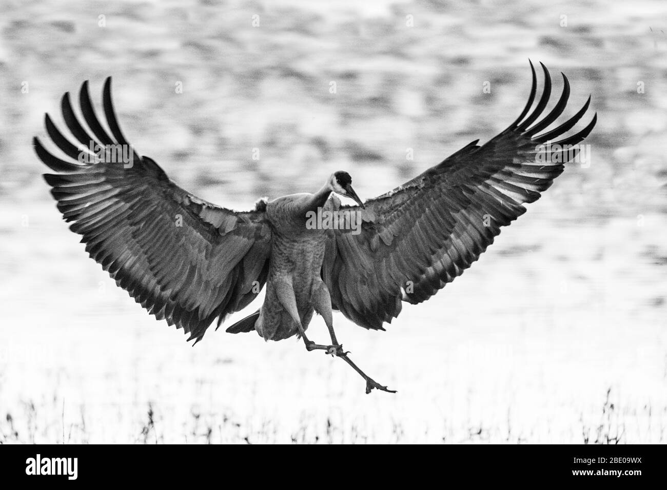 Porträt eines Sandschanzenkrans während des Fluges, Socorro, New Mexico, USA Stockfoto