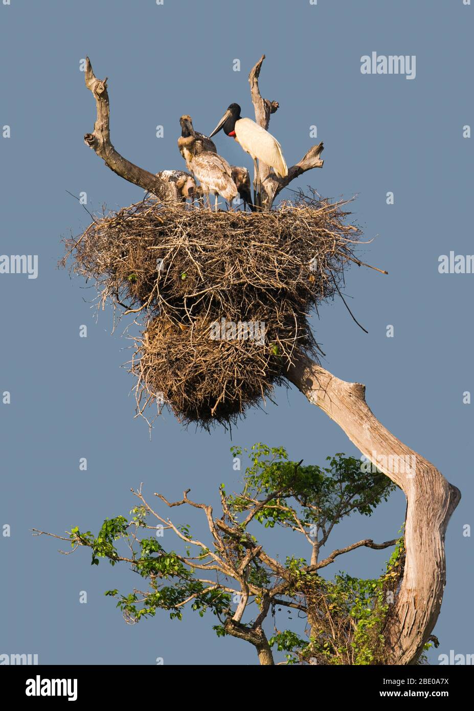 Jabiru Störche im Nest, Porto Jofre, Mato Grosso, Brasilien Stockfoto