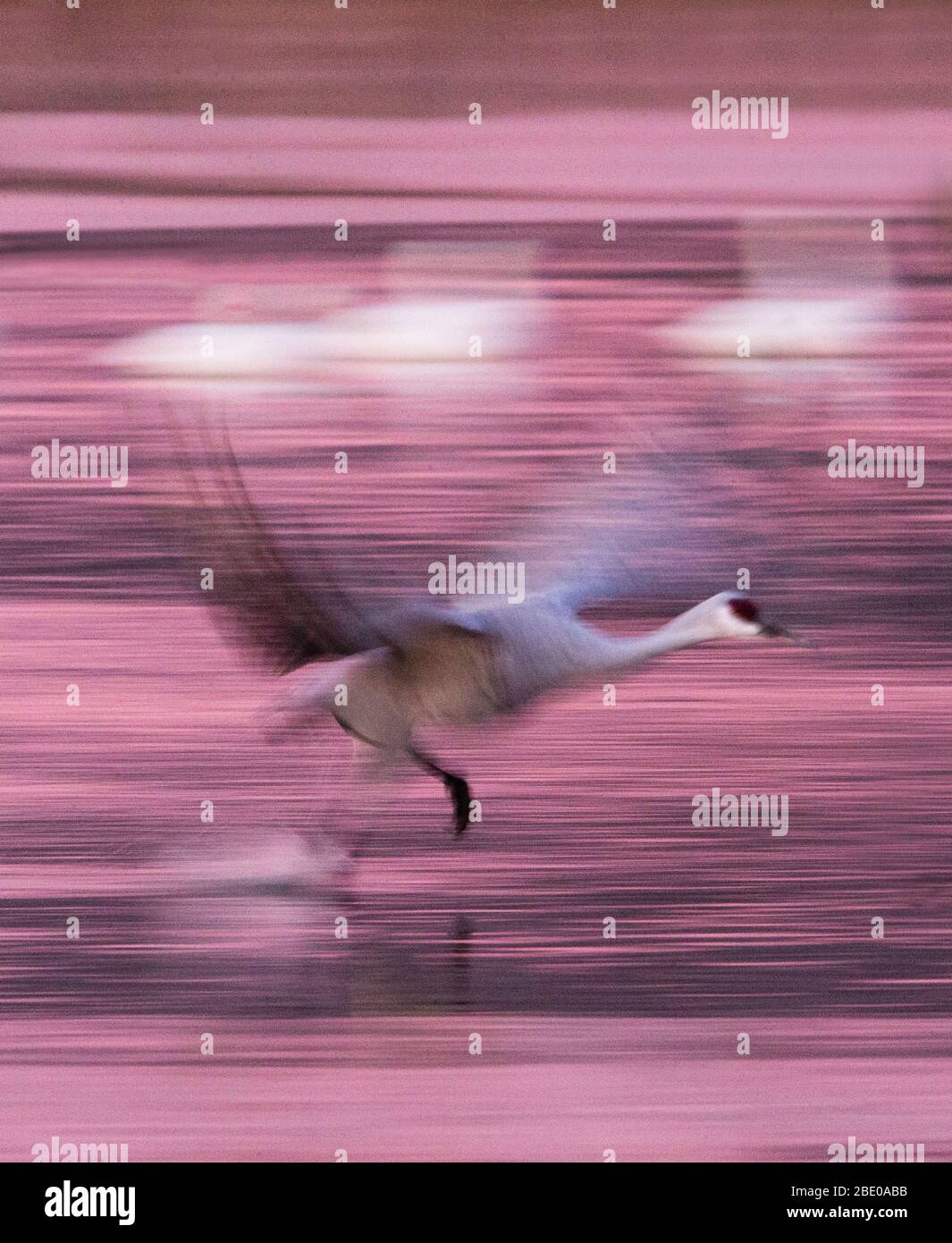 Sandhill Kran über See, Socorro, New Mexico, USA Stockfoto