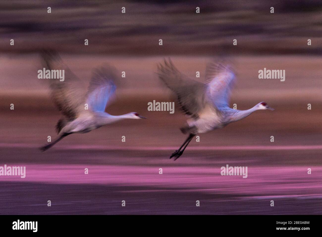 Sandhill Kraniche über See, Socorro, New Mexico, USA Stockfoto
