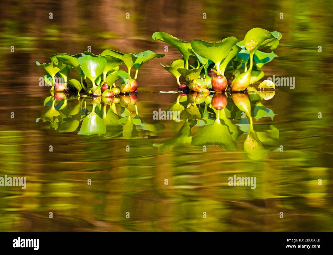 Wasserhyazinthen (Eichhornia crassipes) wachsen in glänzenden Cuiaba Fluss, Porto Jofre, Pantanal, Brasilien Stockfoto