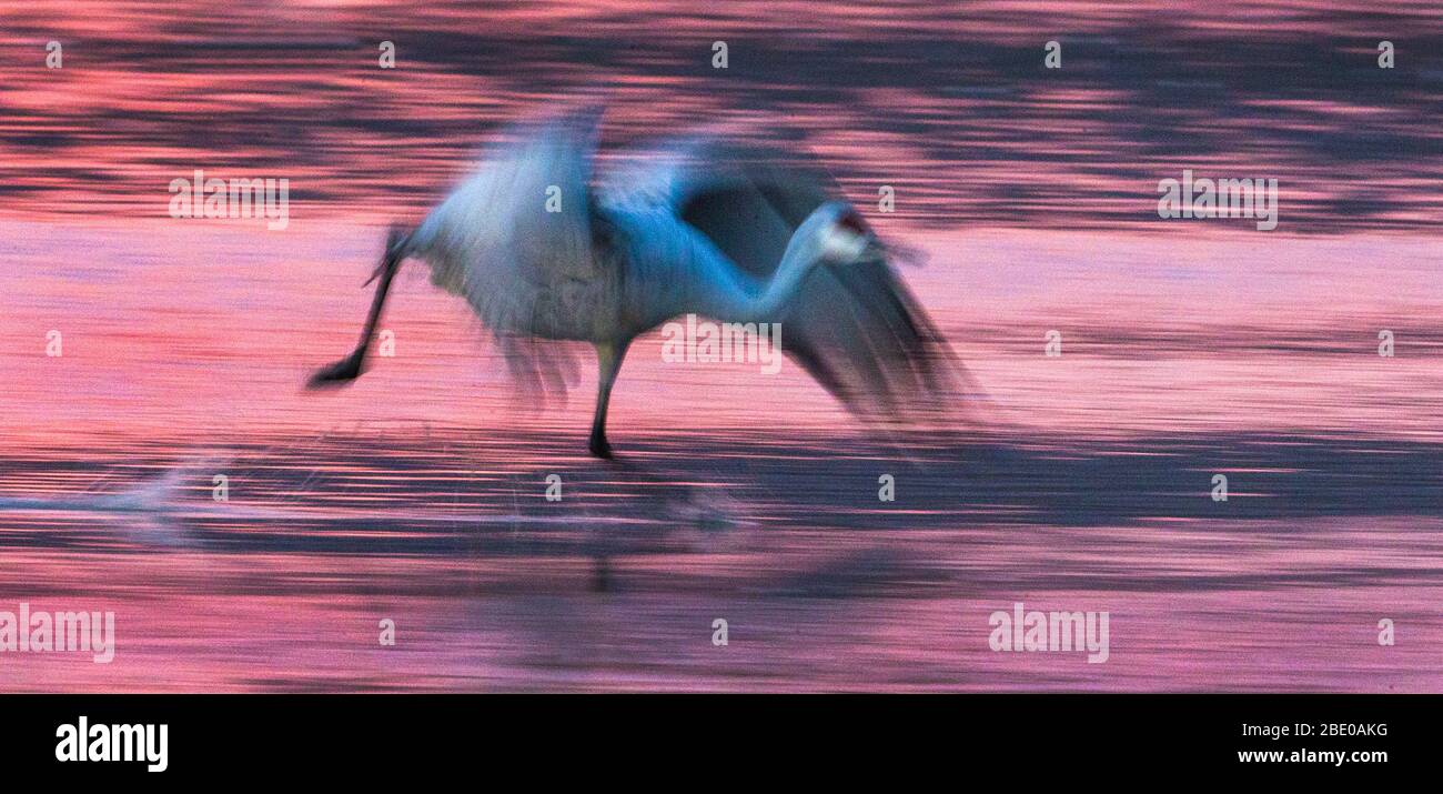 Sandhill Kran über See bei Sonnenuntergang, Socorro, New Mexico, USA Stockfoto