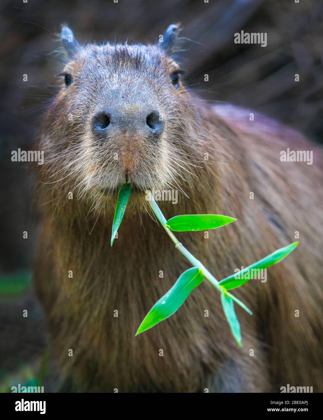 Porträt von Capybara (Hydrochoerus hydrochaeris), die sich an Blättern ernährt, Porto Jofre, Pantanal, Brasilien Stockfoto