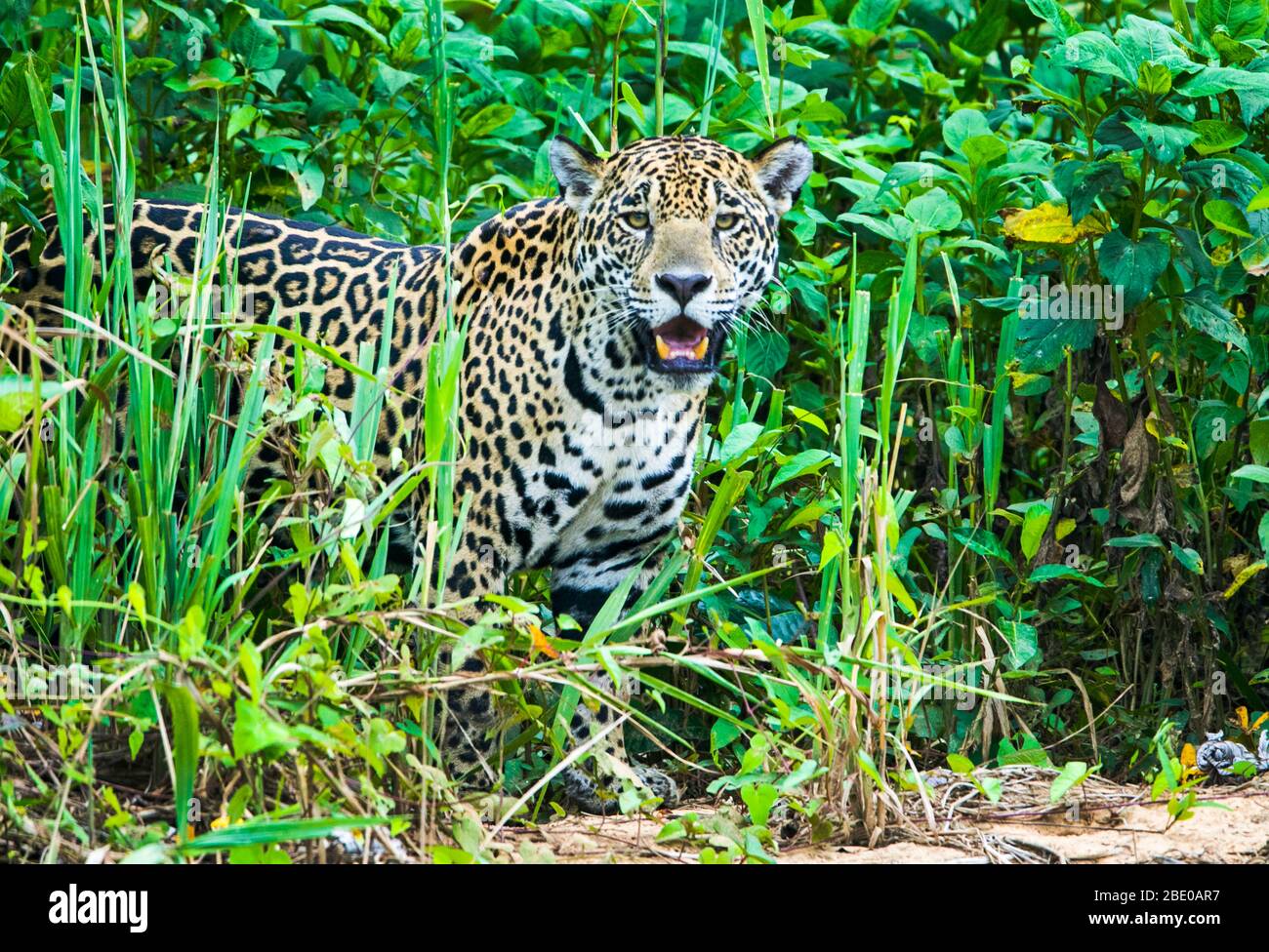 Porträt von jaguar (Panthera onca) im Gras stehend, Porto Jofre, Pantanal, Brasilien Stockfoto