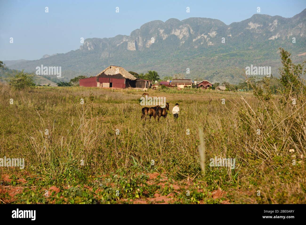 Tabakfarmlandschaft im Tal von Viñales, Kuba Stockfoto