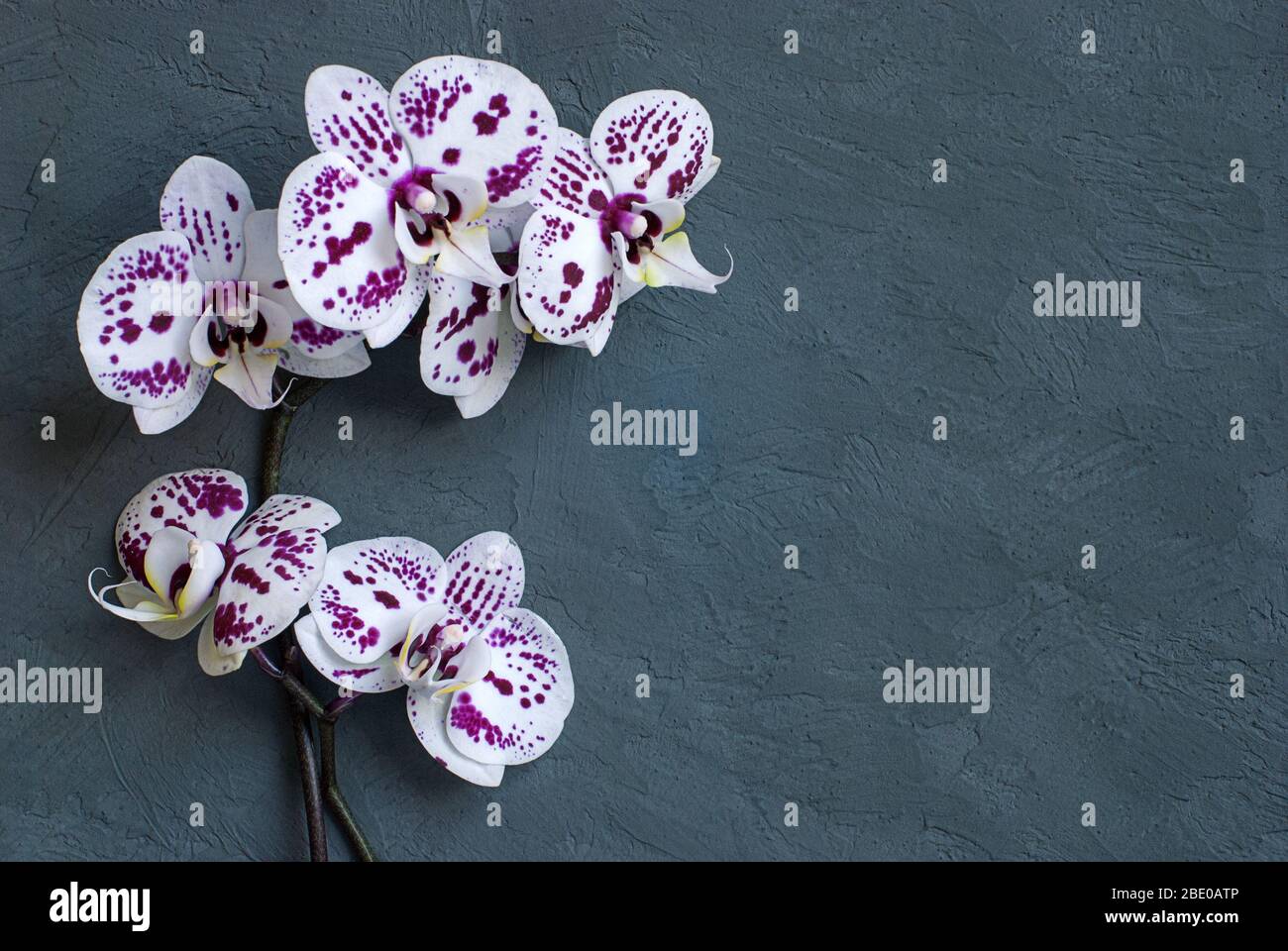 Weiße Orchideenblüten auf dunkelgrauem Hintergrund Stockfoto