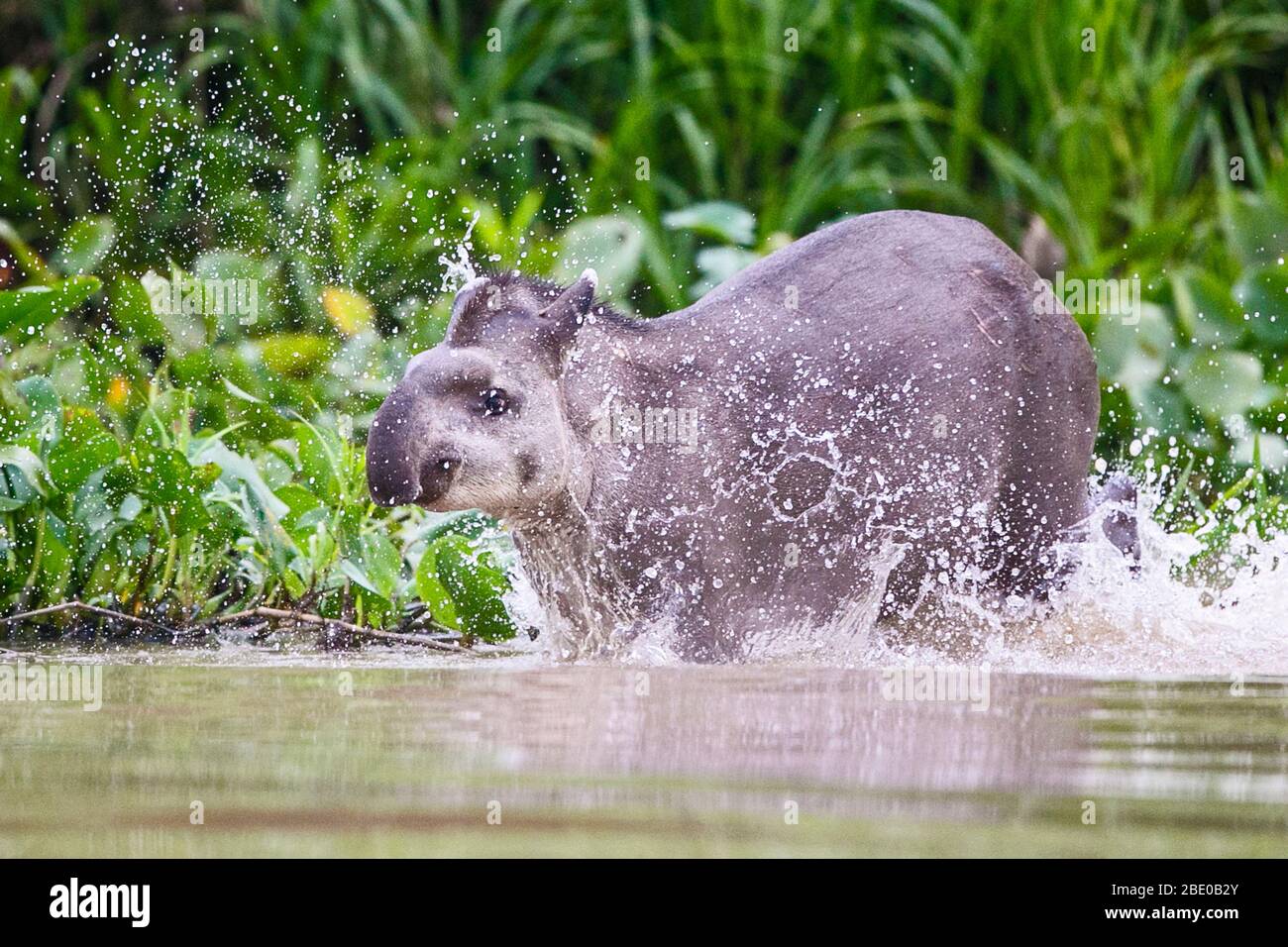 Brasilianischer Tapir (Tapirus terrestris), der am Ufer des Cuiaba-Flusses, Porto Jofre, Pantanal, Brasilien, planscht Stockfoto
